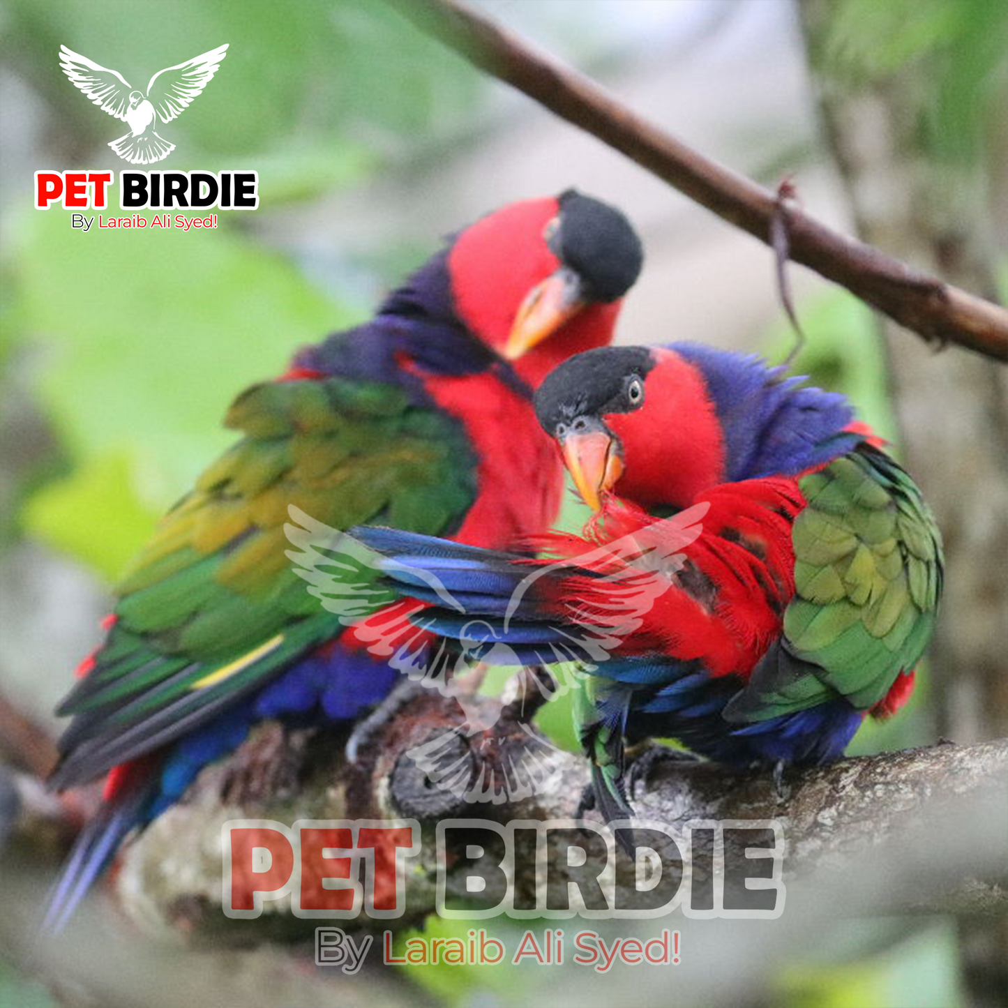 Black-Capped Lorikeet pair