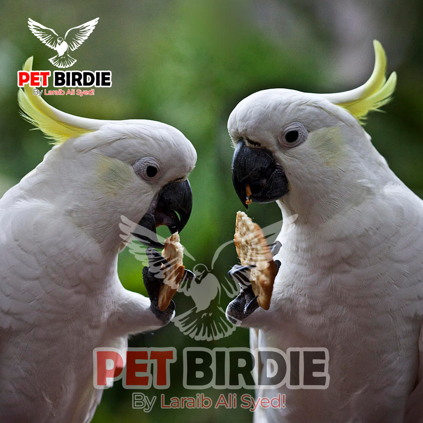 Medium Sulphur Cockatoo