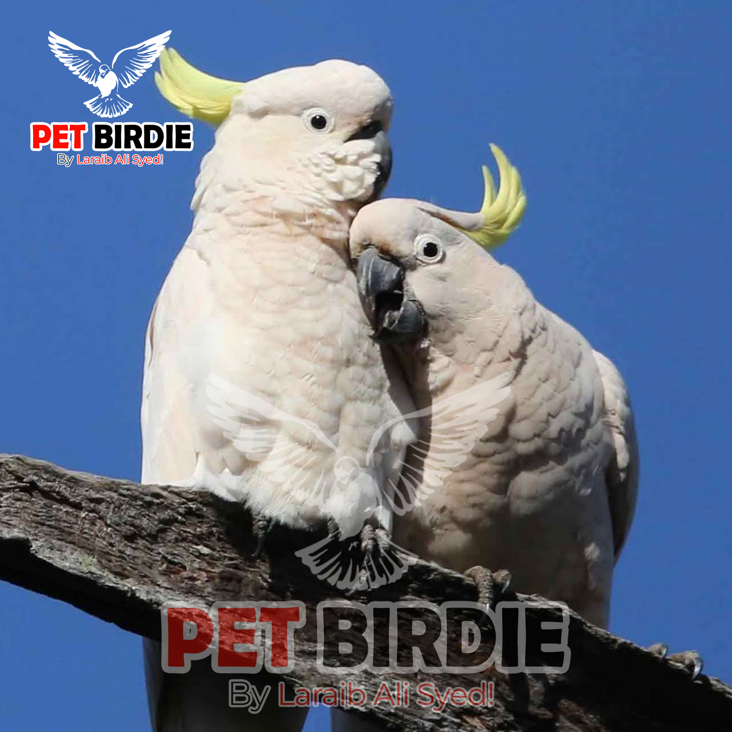 Medium Sulphur Cockatoo