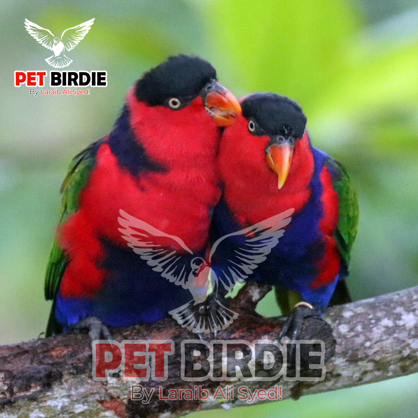 Black-Capped Lorikeet pair