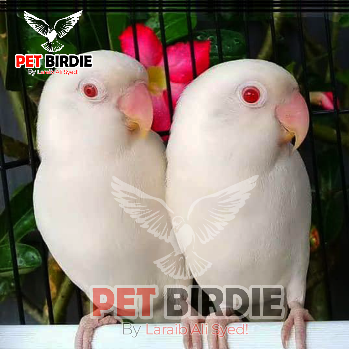 Albino Red- Eye Love Birds