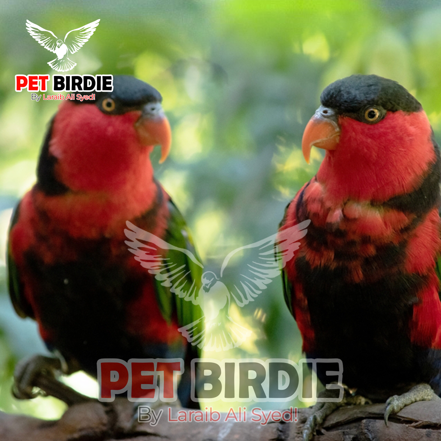 Black-Capped Lorikeet pair