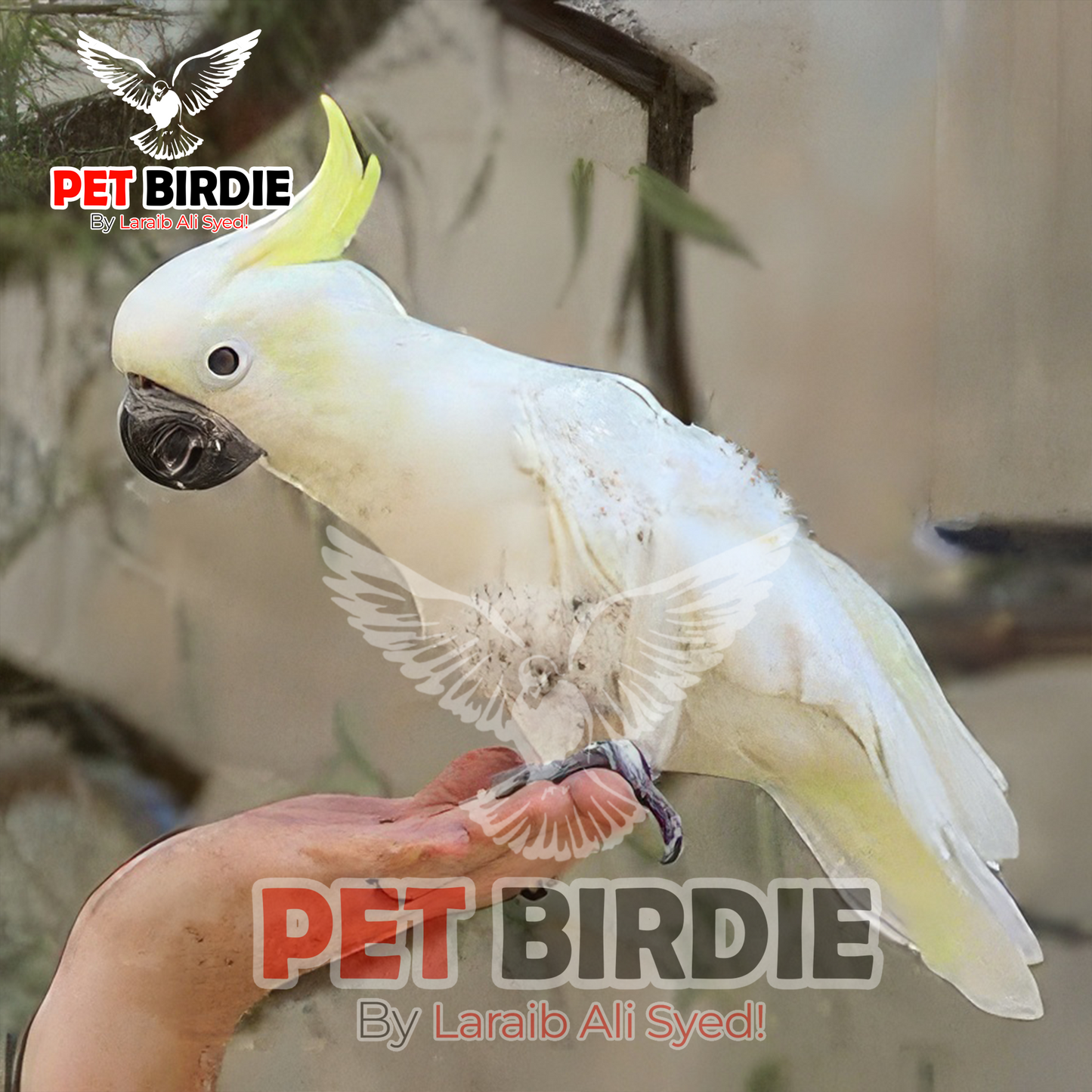 Medium Sulphur Cockatoo