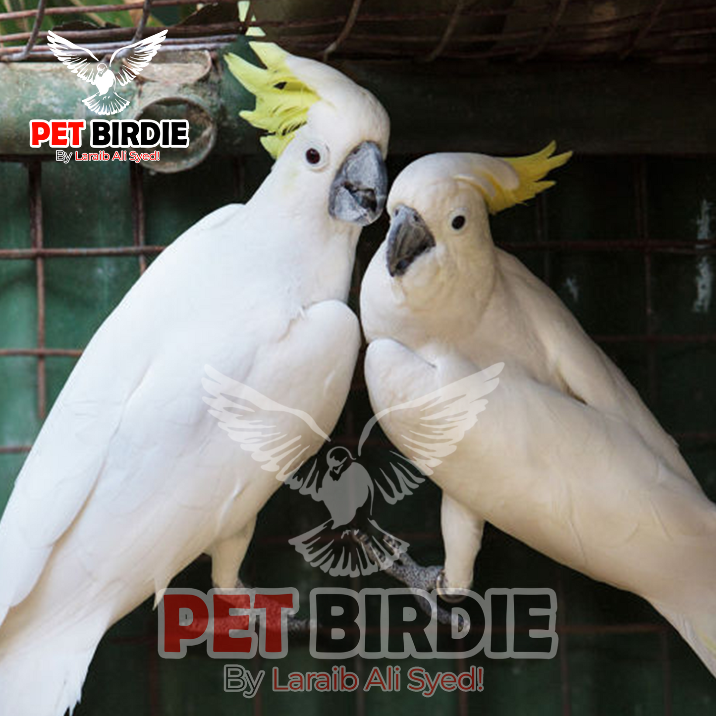 Medium Sulphur Cockatoo
