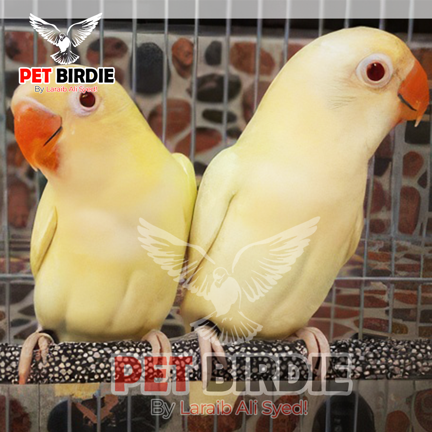 Creamino Love Bird