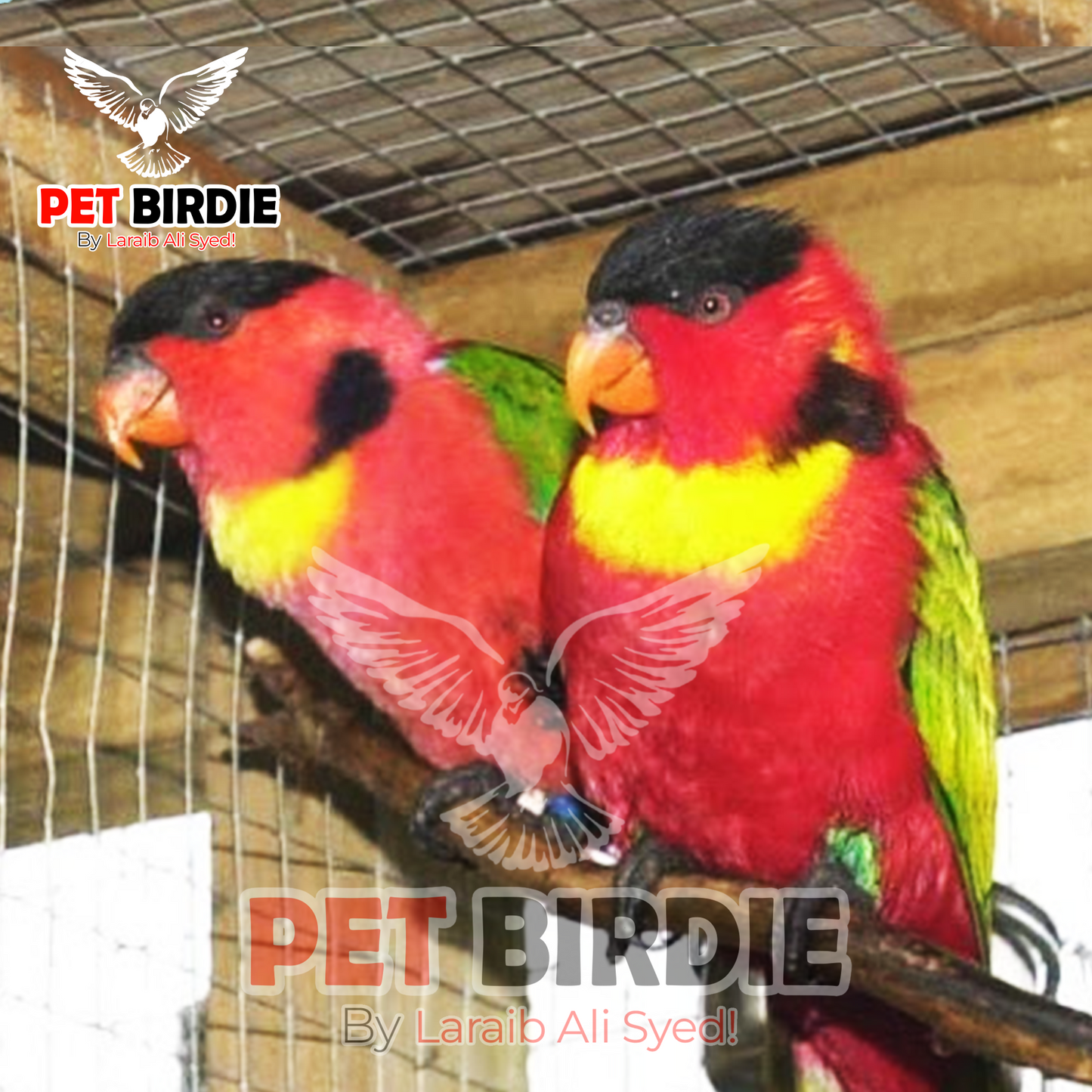 yellow-bib Lorikeet pair