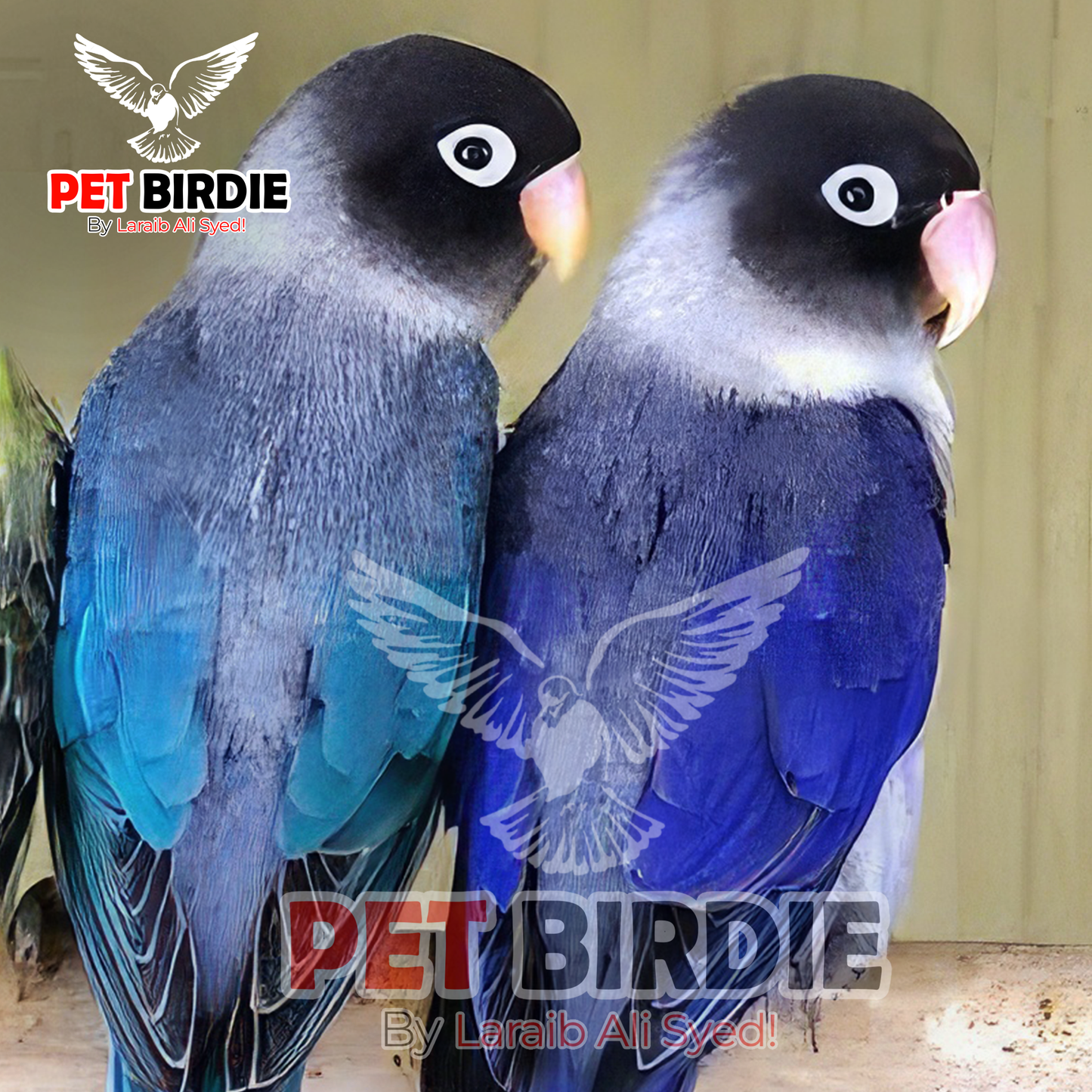 Violet Parosnata Love Birds