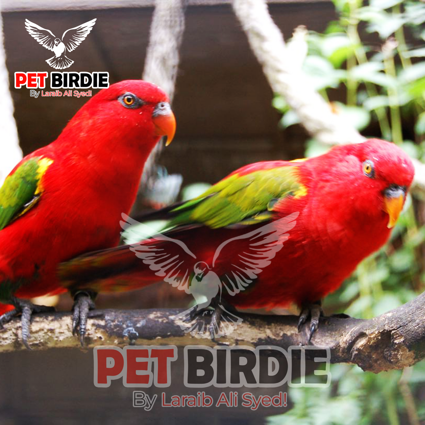 Chattering-Lorikeet pair