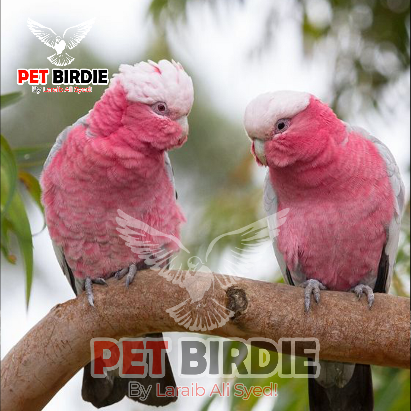 Galah Cockatoo