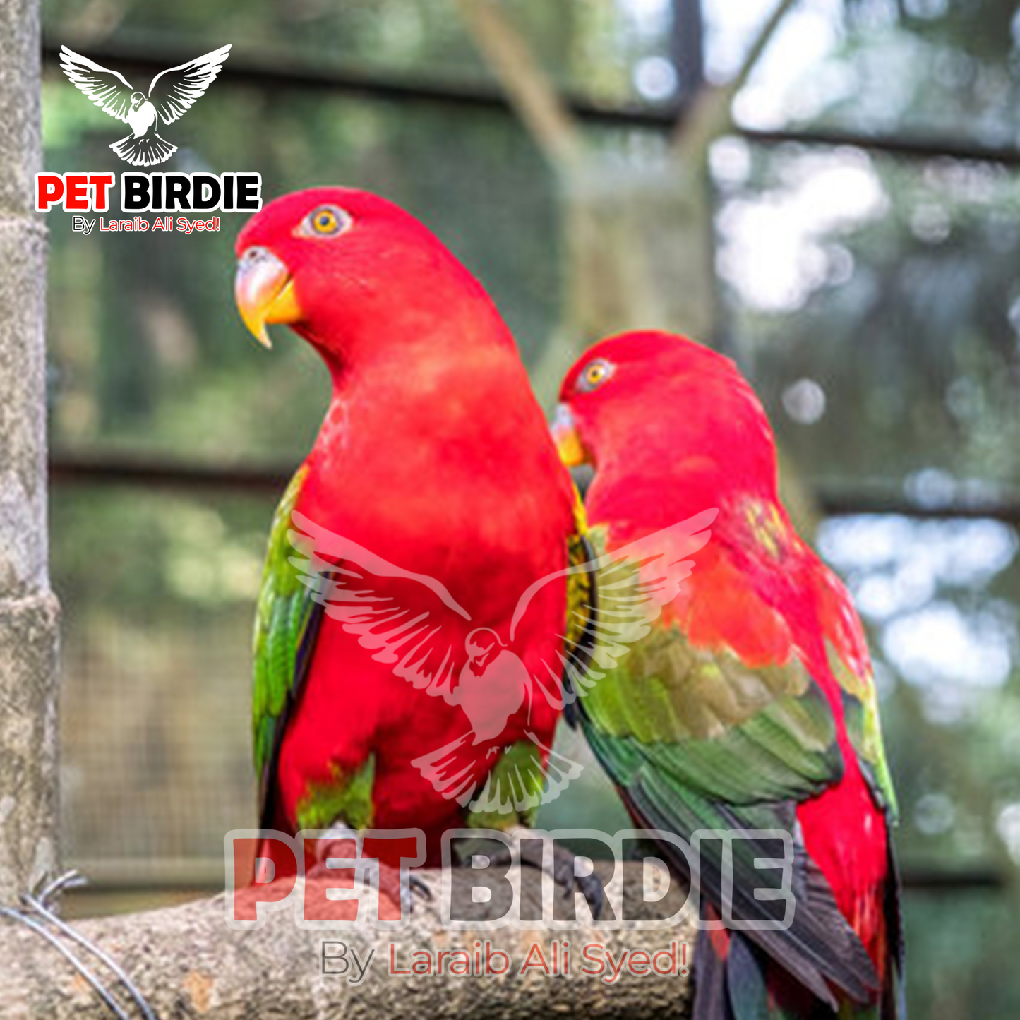 Chattering-Lorikeet pair