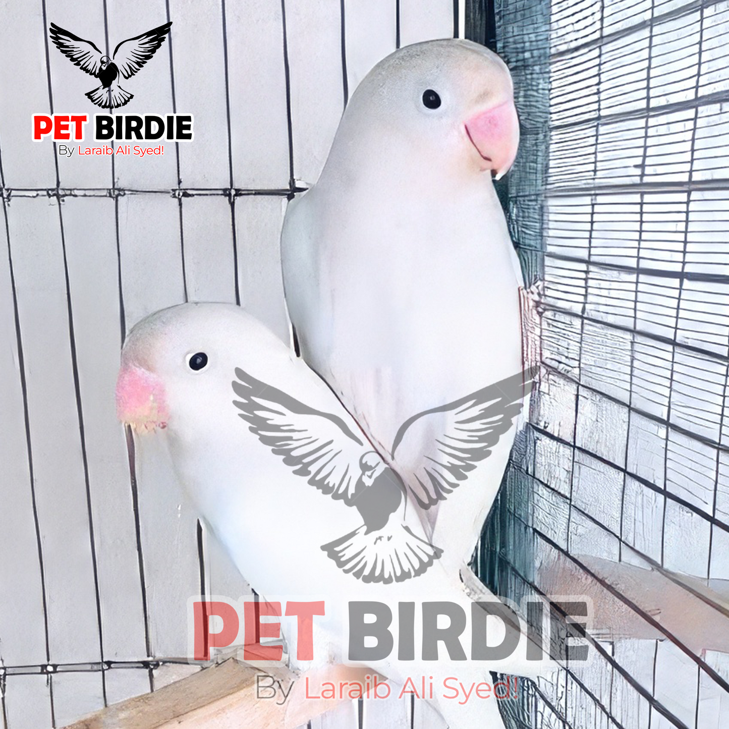 Albino Black Eye ino Love Bird