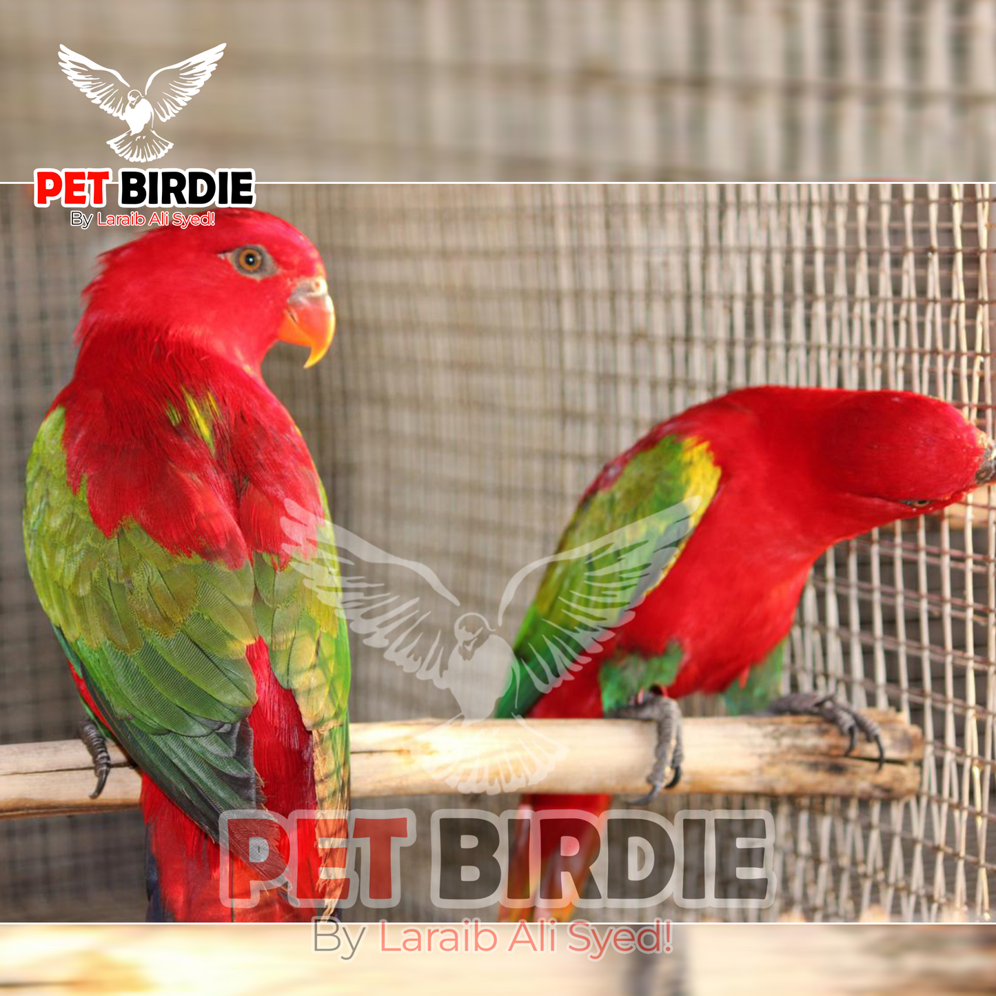 Chattering-Lorikeet pair
