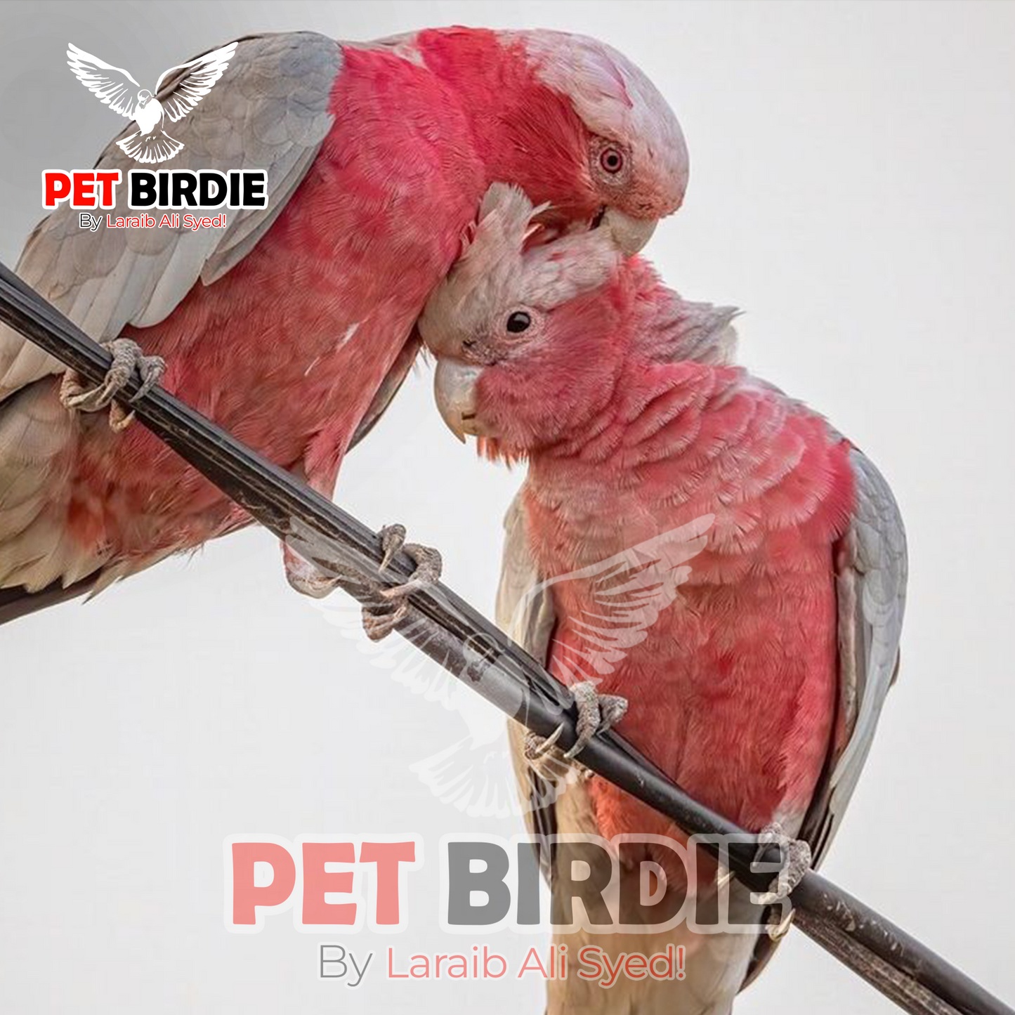 Galah Cockatoo