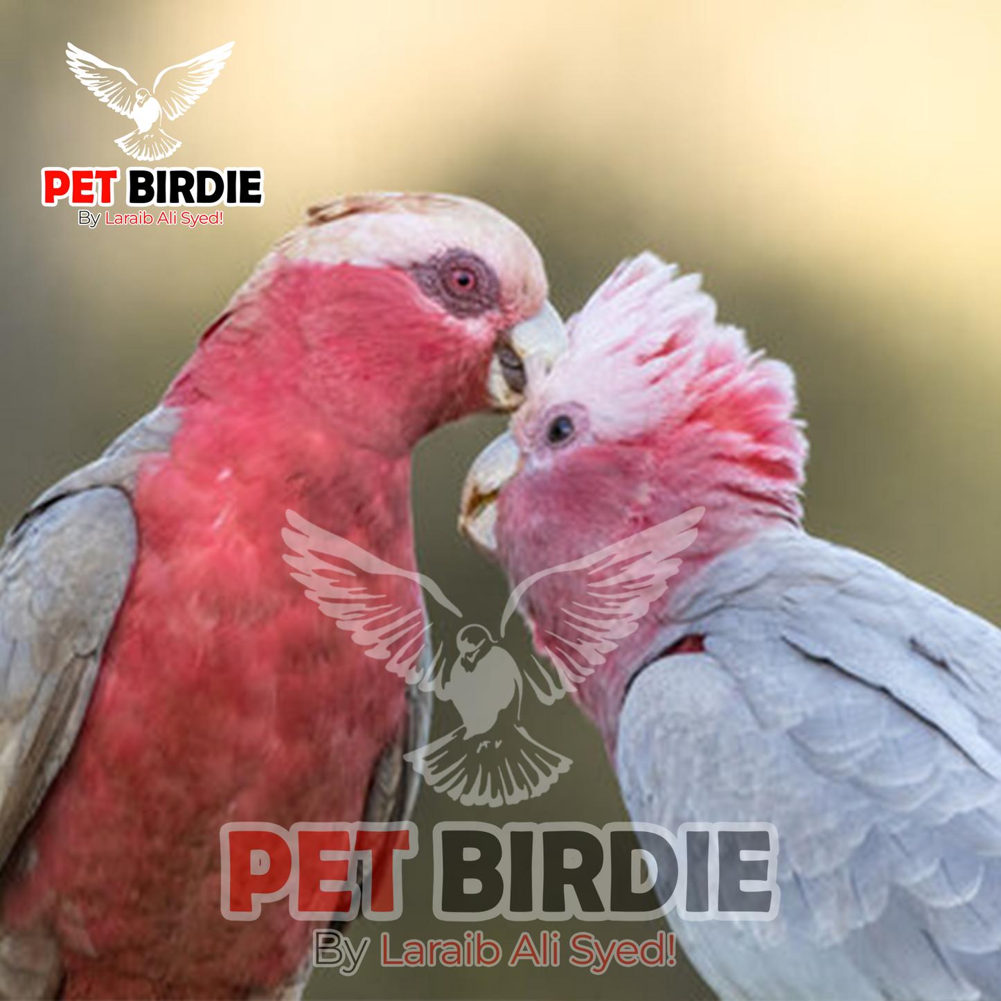 Galah Cockatoo