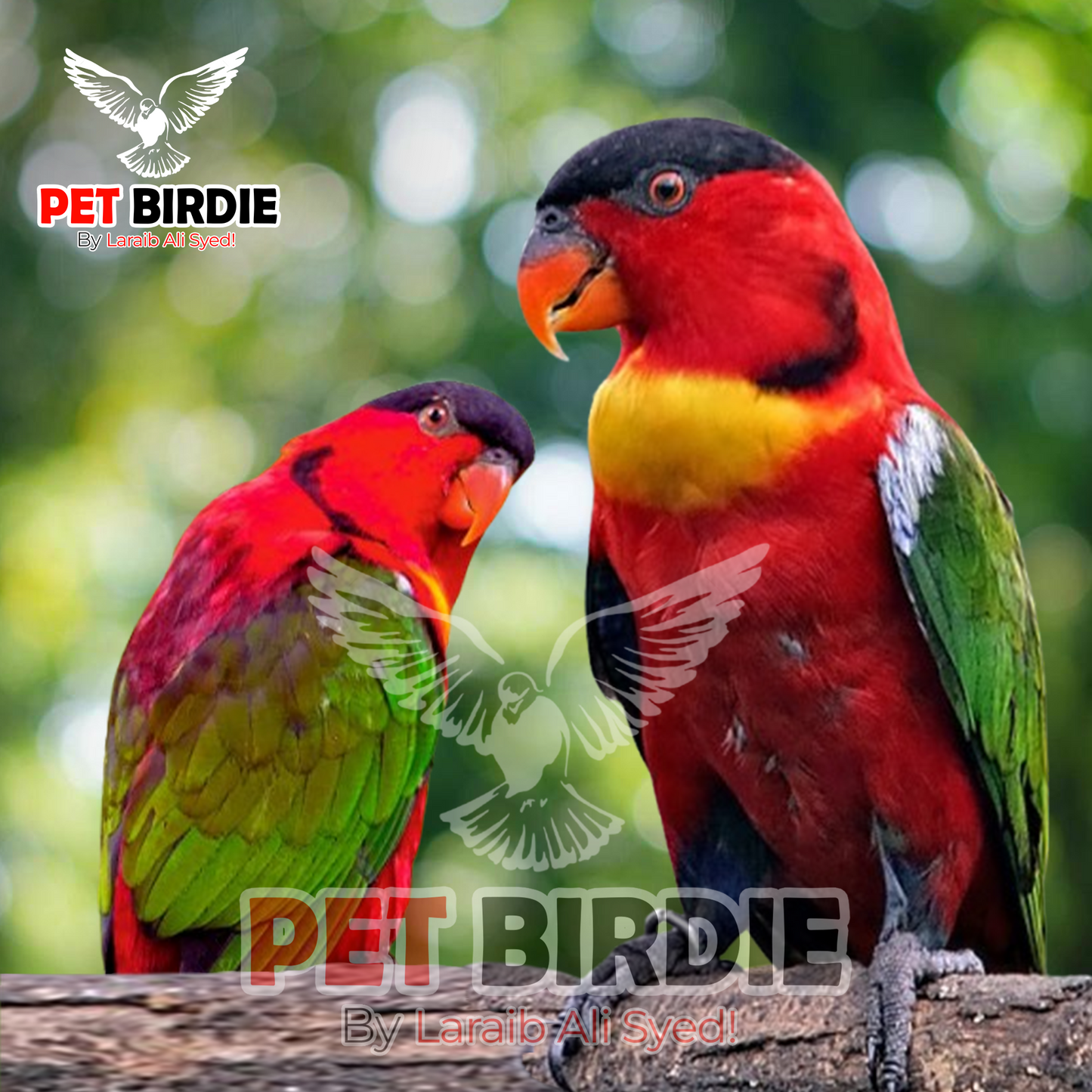 yellow-bib Lorikeet pair