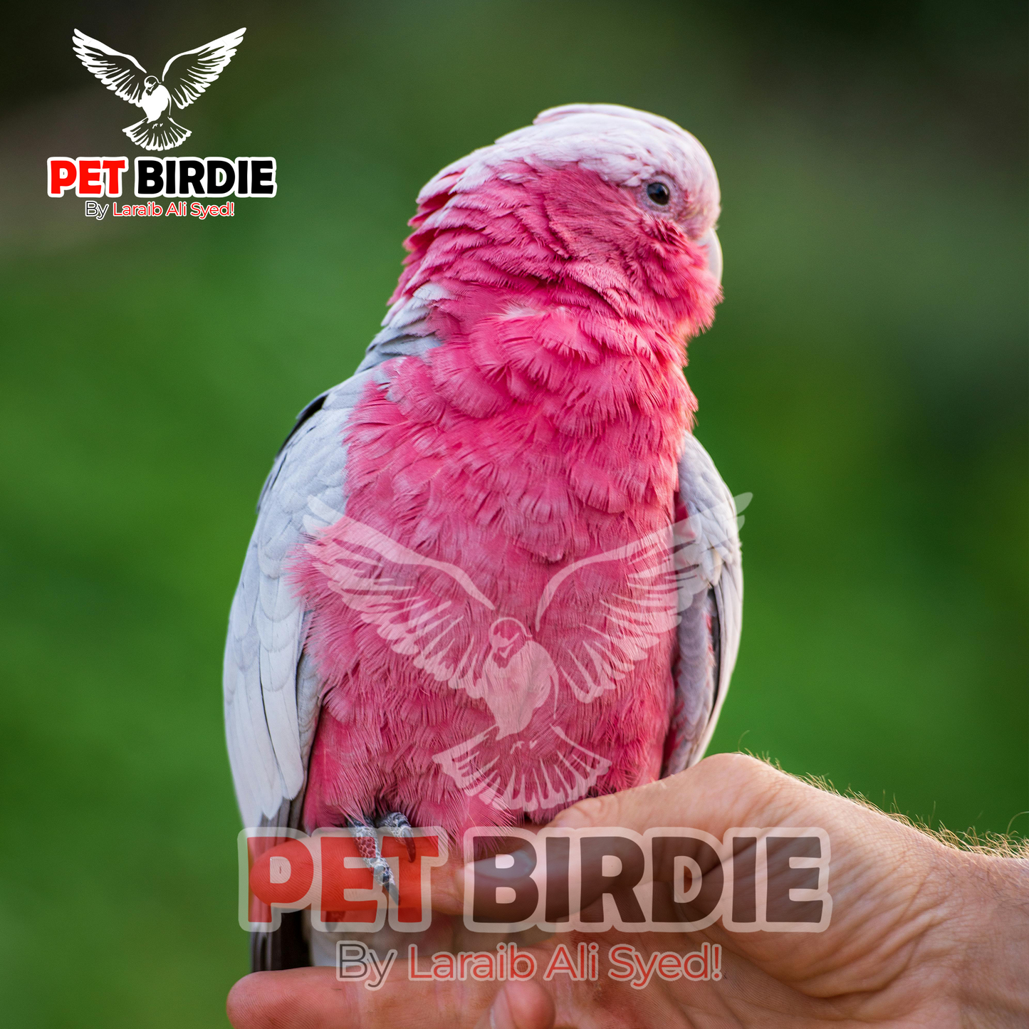 Galah Cockatoo