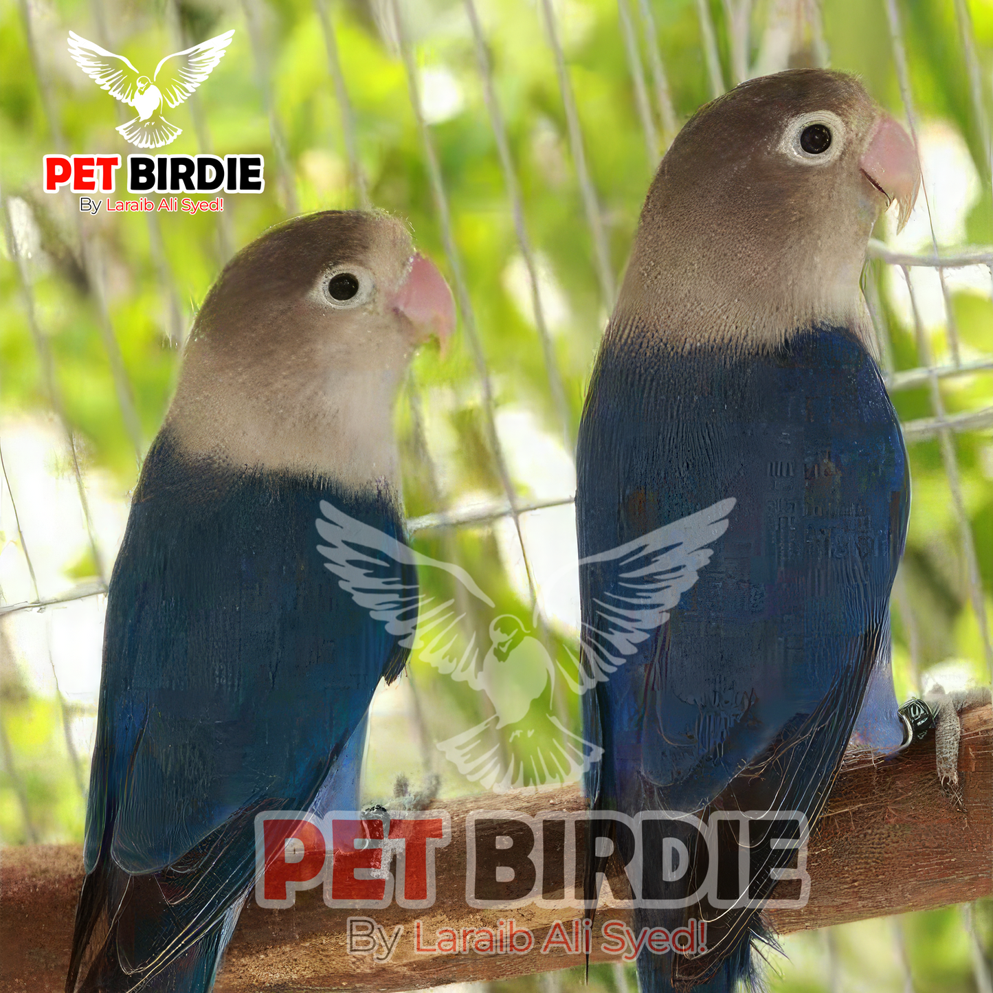 Blue Fisher Love Bird