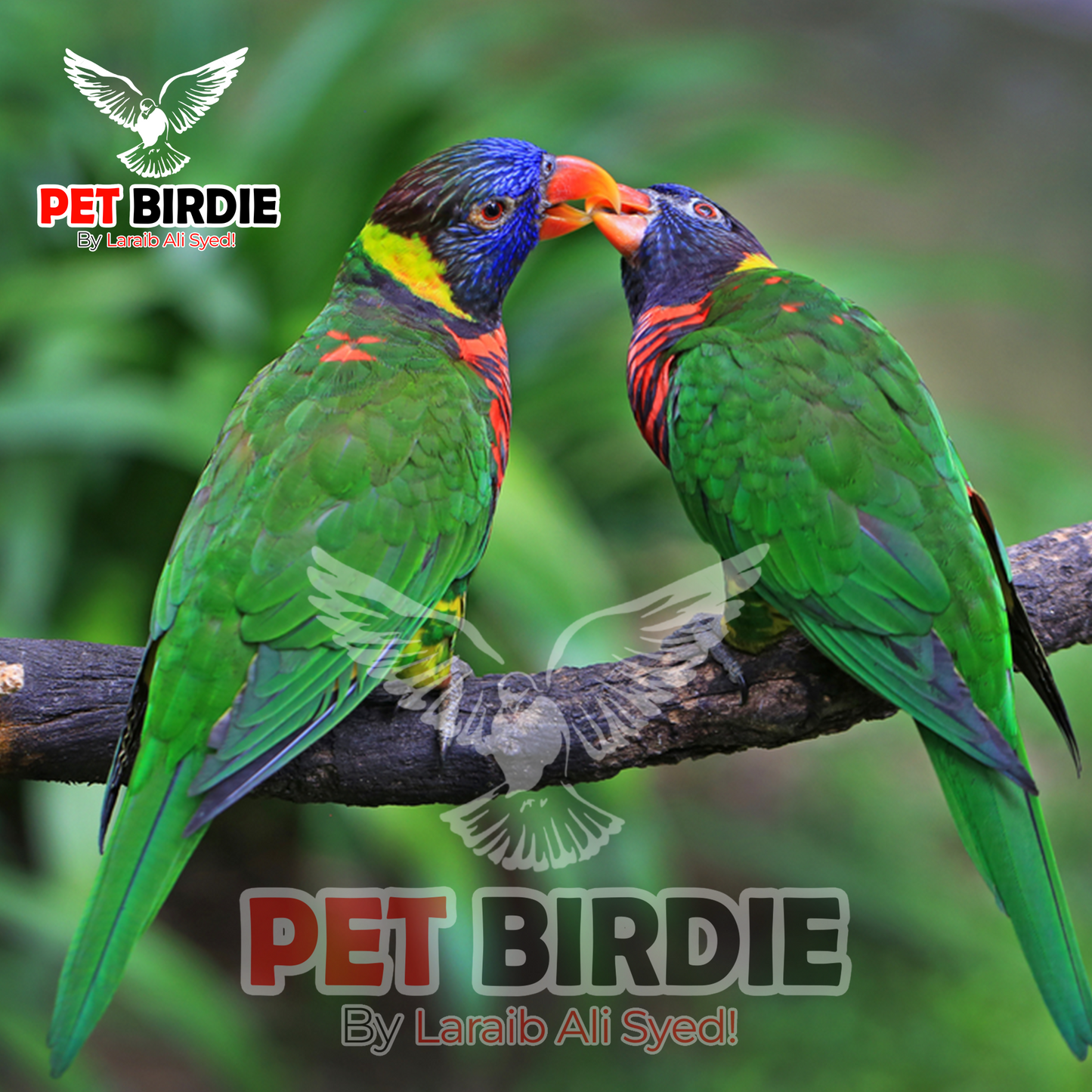 Rainbow-Lorikeets pair