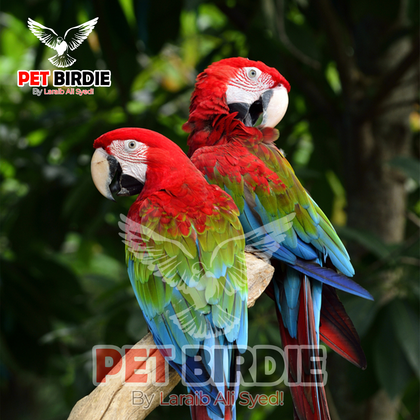 Greenwing Macaw
