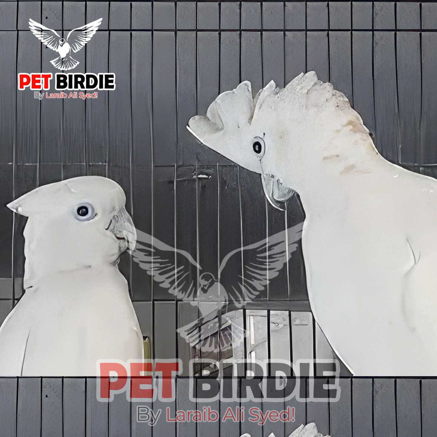 Ducrop Cockatoo