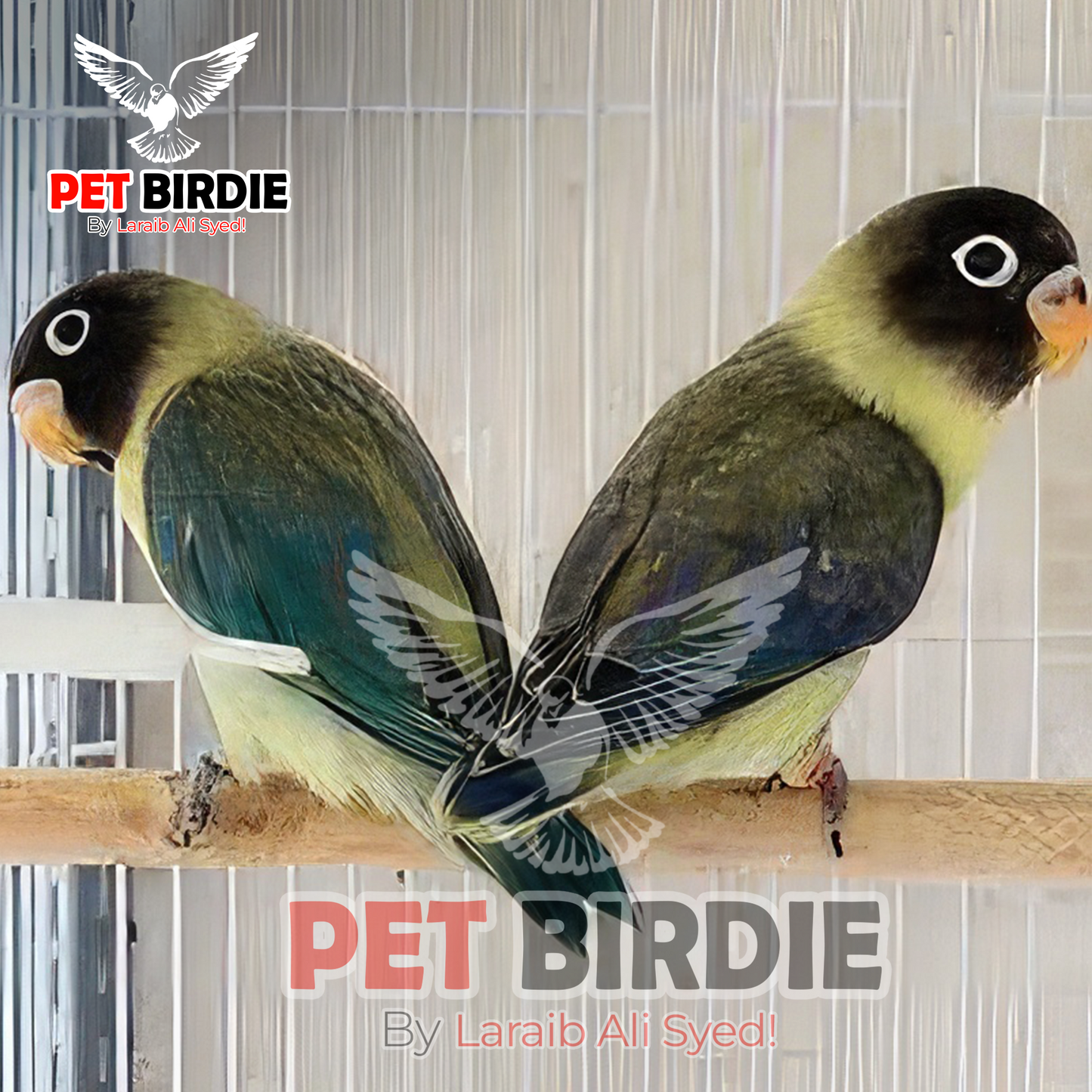 Parblue Parsonata Love Bird