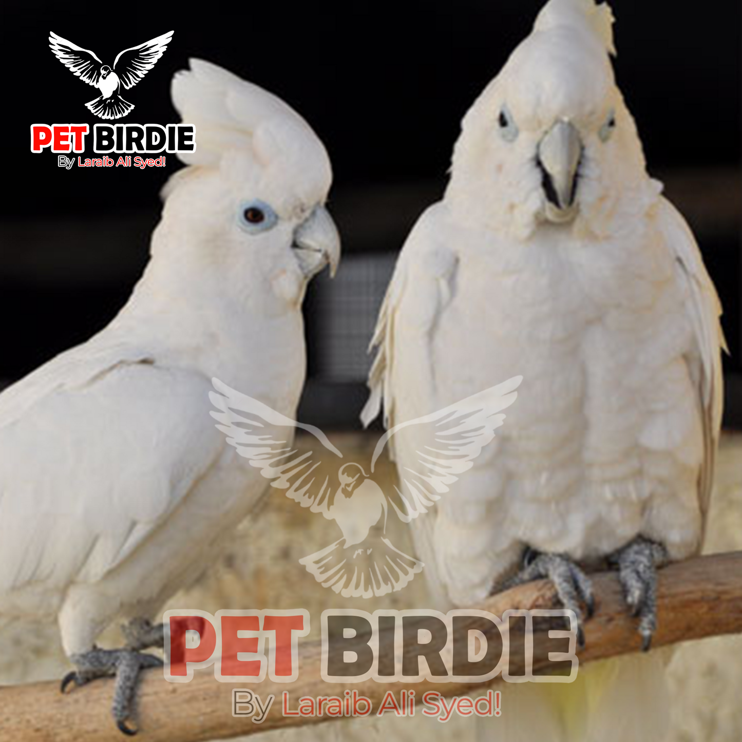 Ducrop Cockatoo