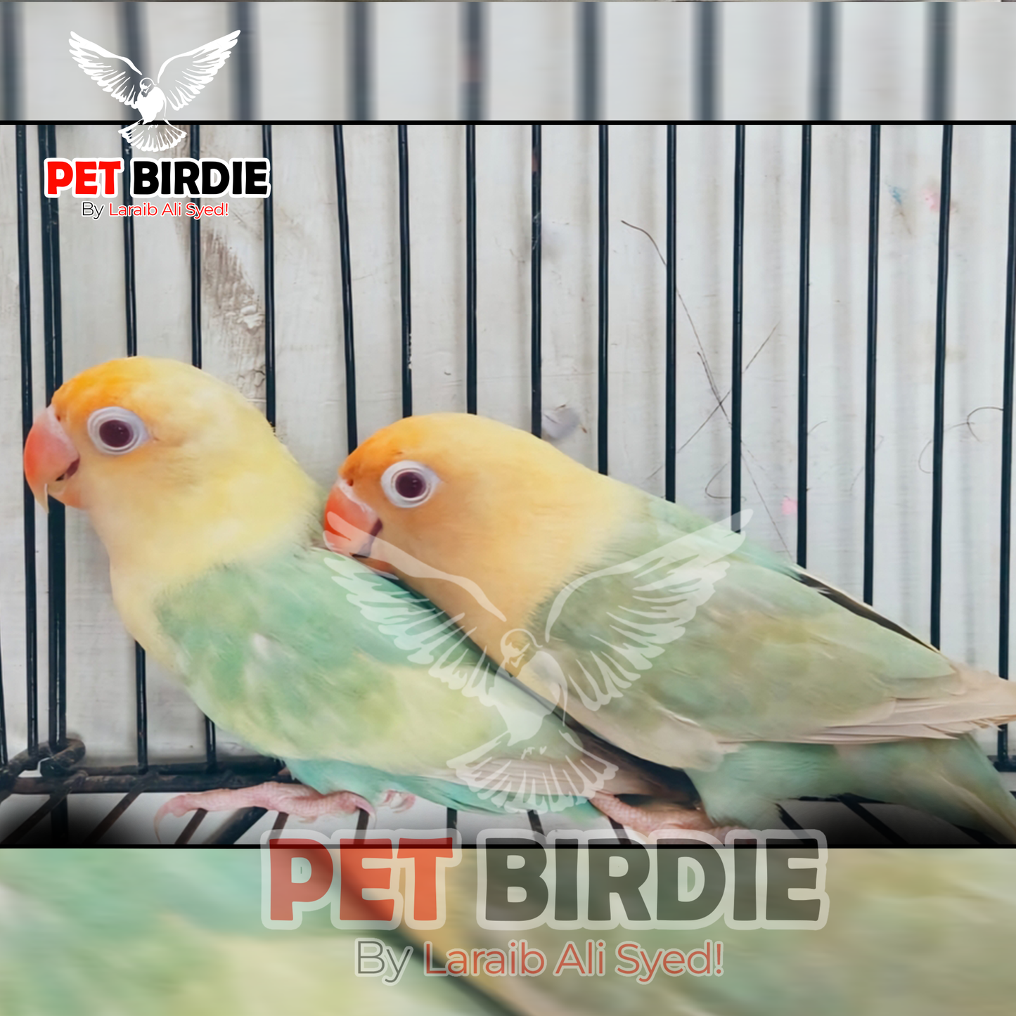 Parblue Opline Pale Fellow