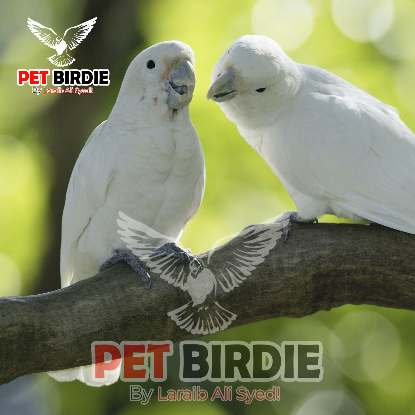 Goffin cockatoo