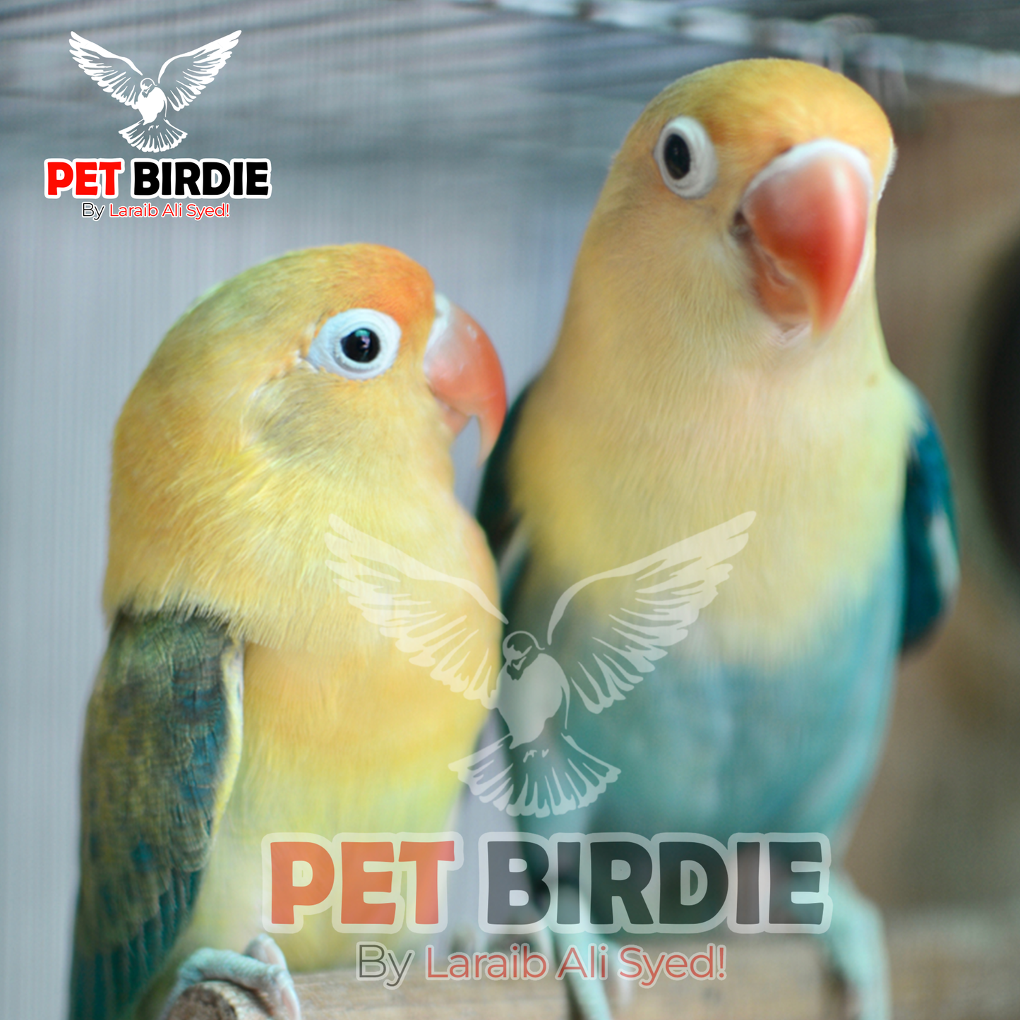 Par Blue Opline Love Bird