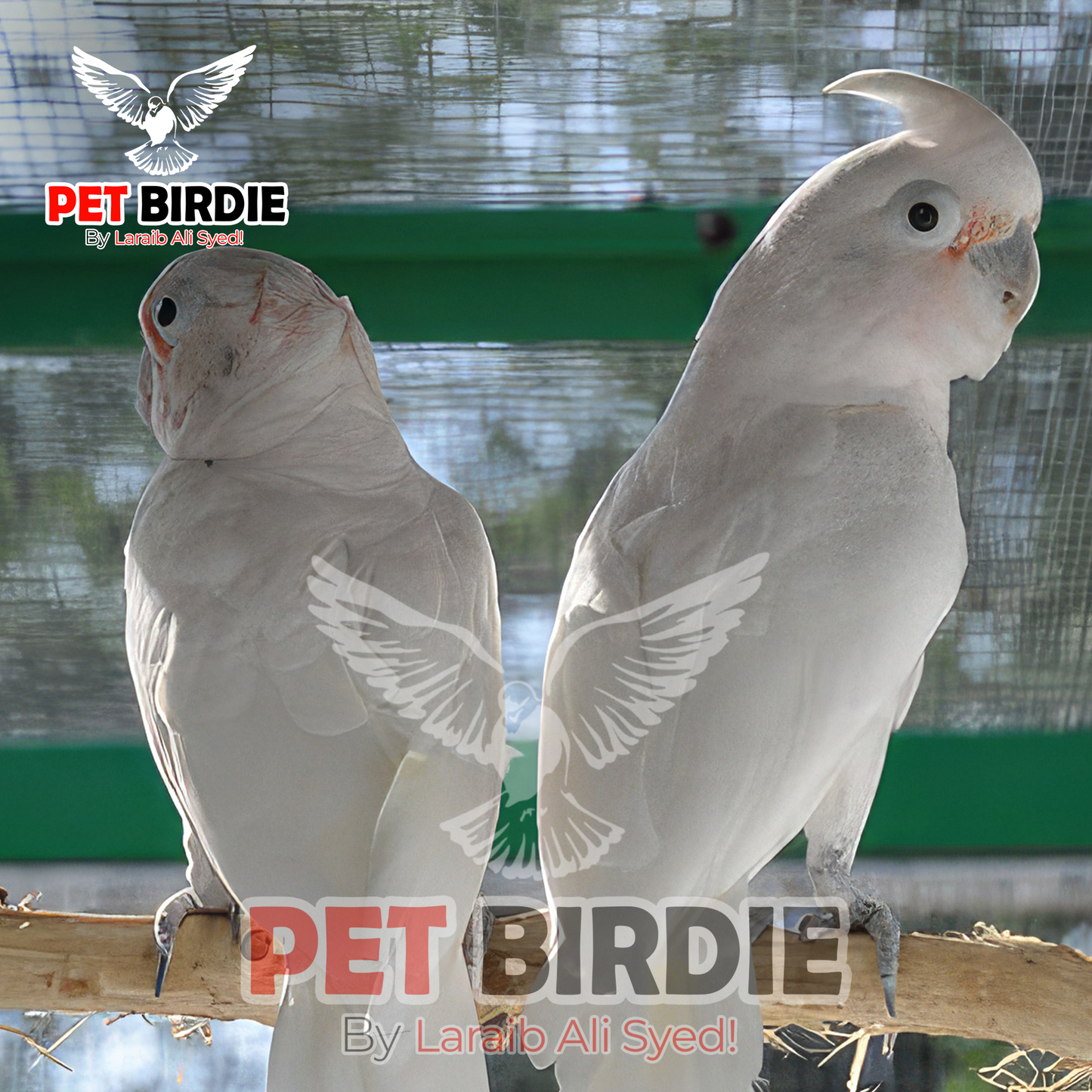 Goffin cockatoo