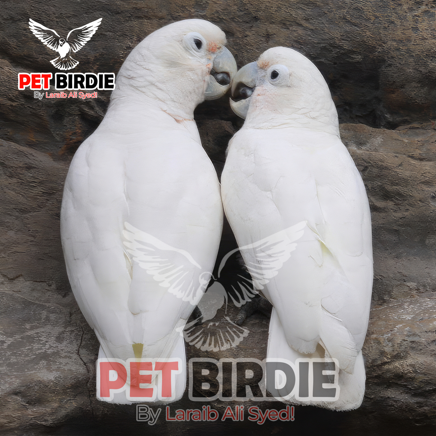 Goffin cockatoo