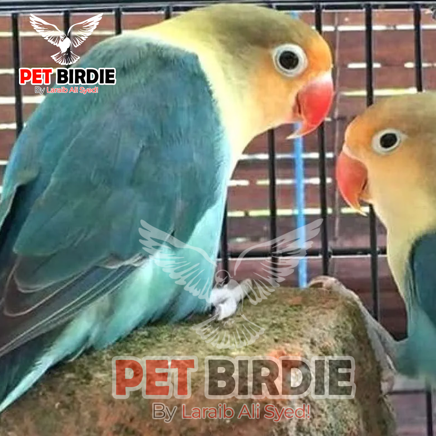 Parblue Love Bird
