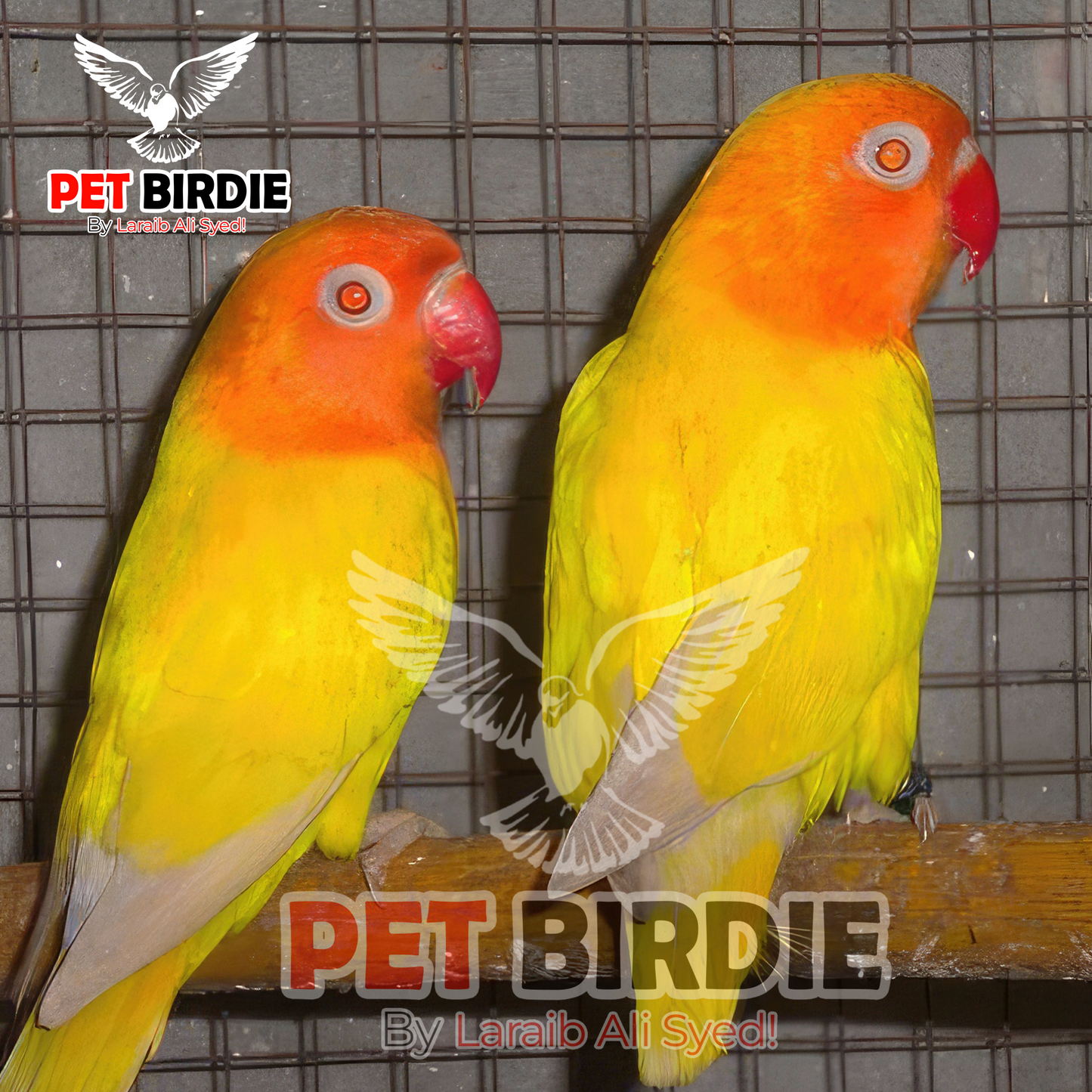Lutino Parsonata Red Eye