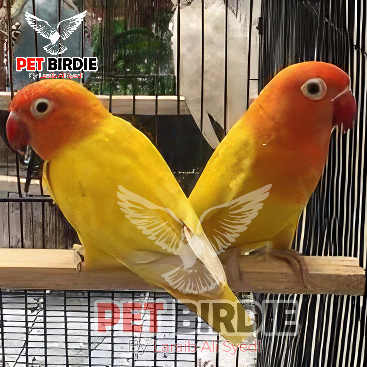 Lutino Parsonata Black Eye