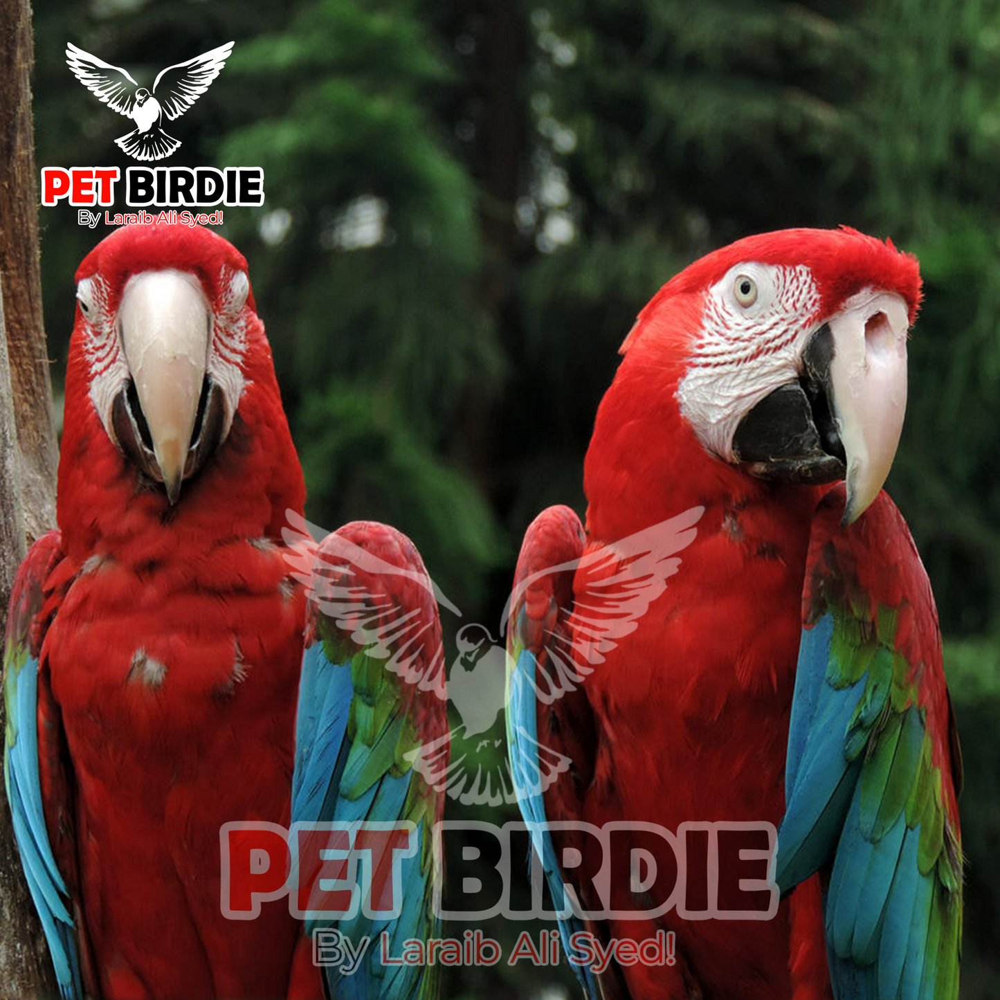 Greenwing Macaw