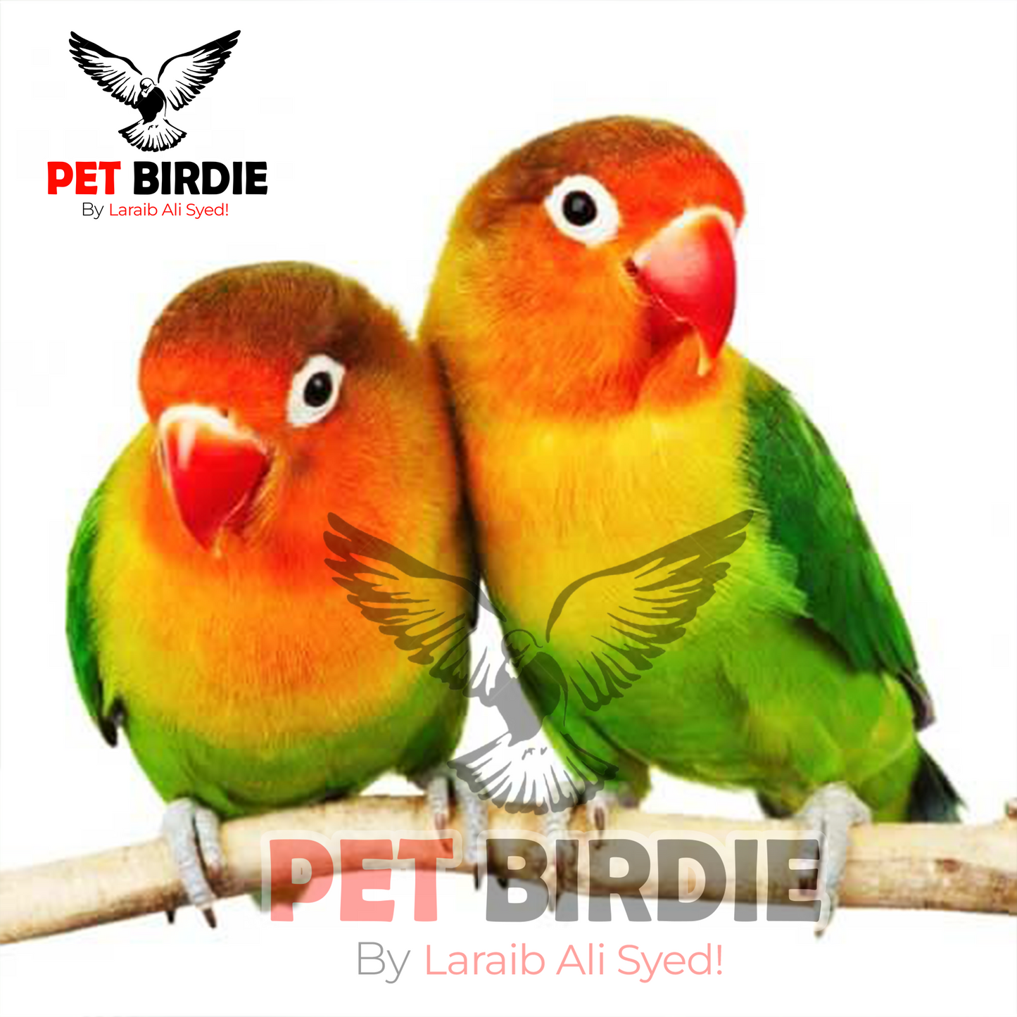 Green Fisher Love Bird