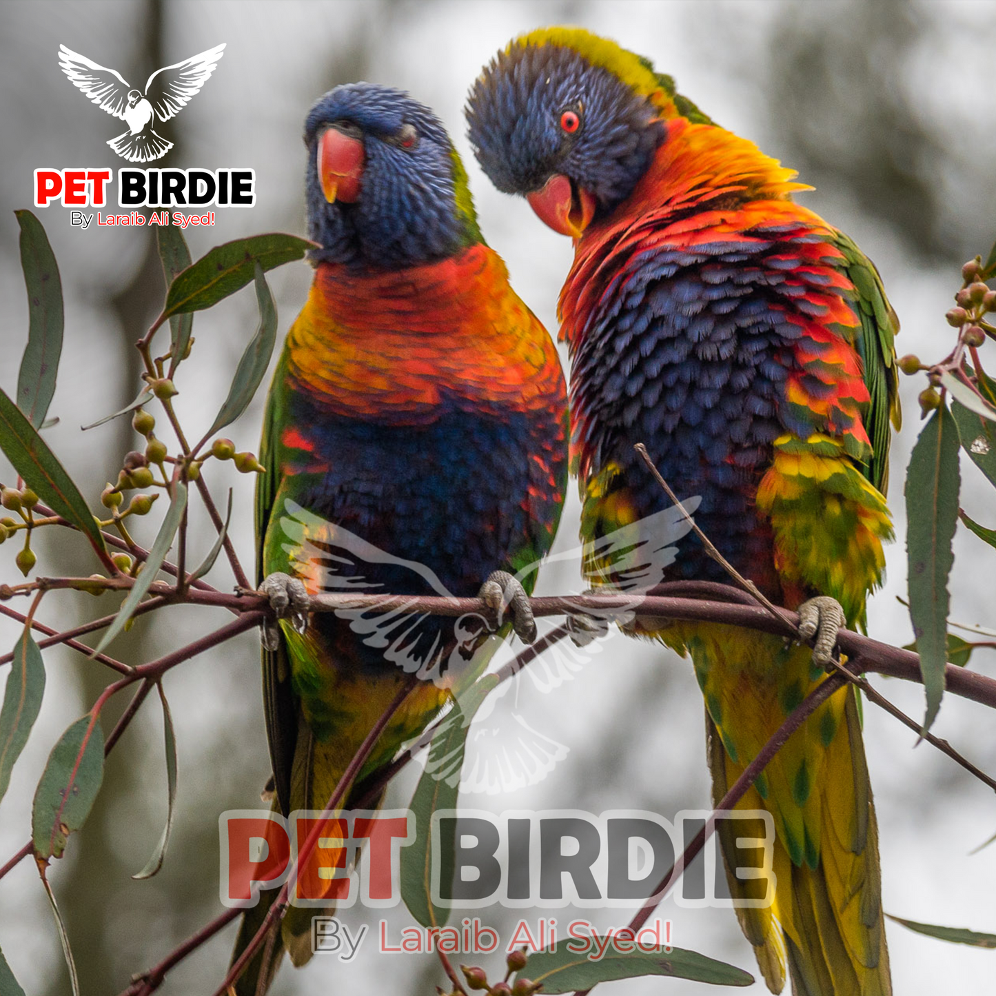 Rainbow-Lorikeets pair