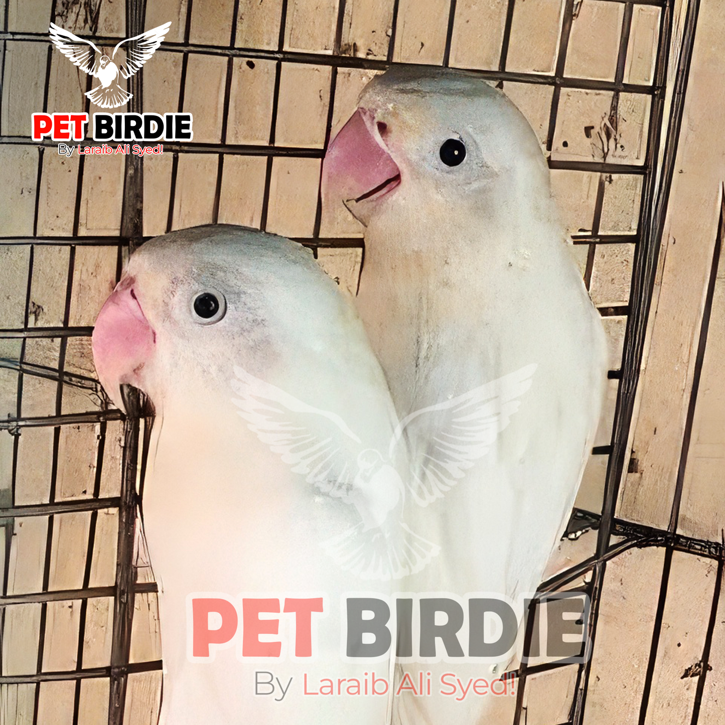 Albino Black Eye Love Bird