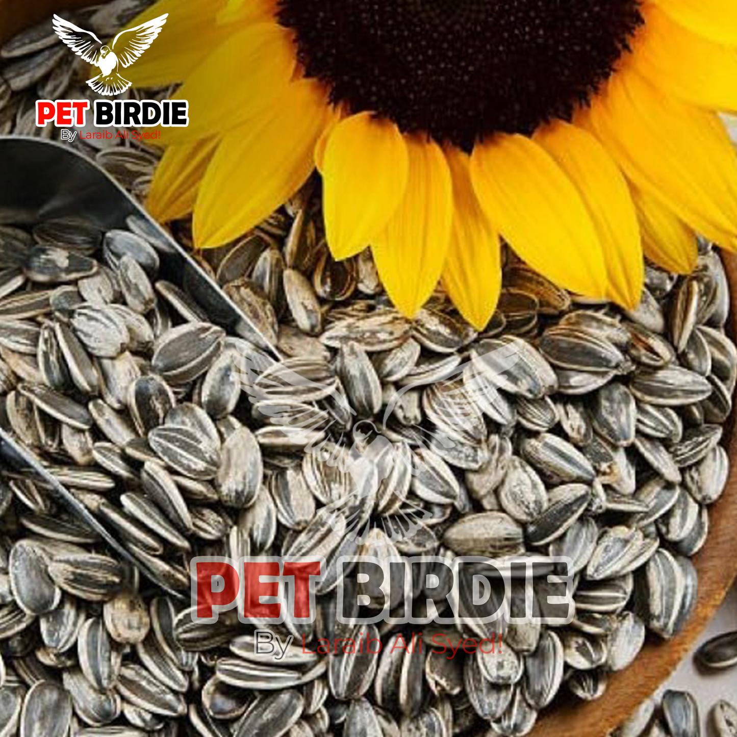 Irani Sun Flower For Birds