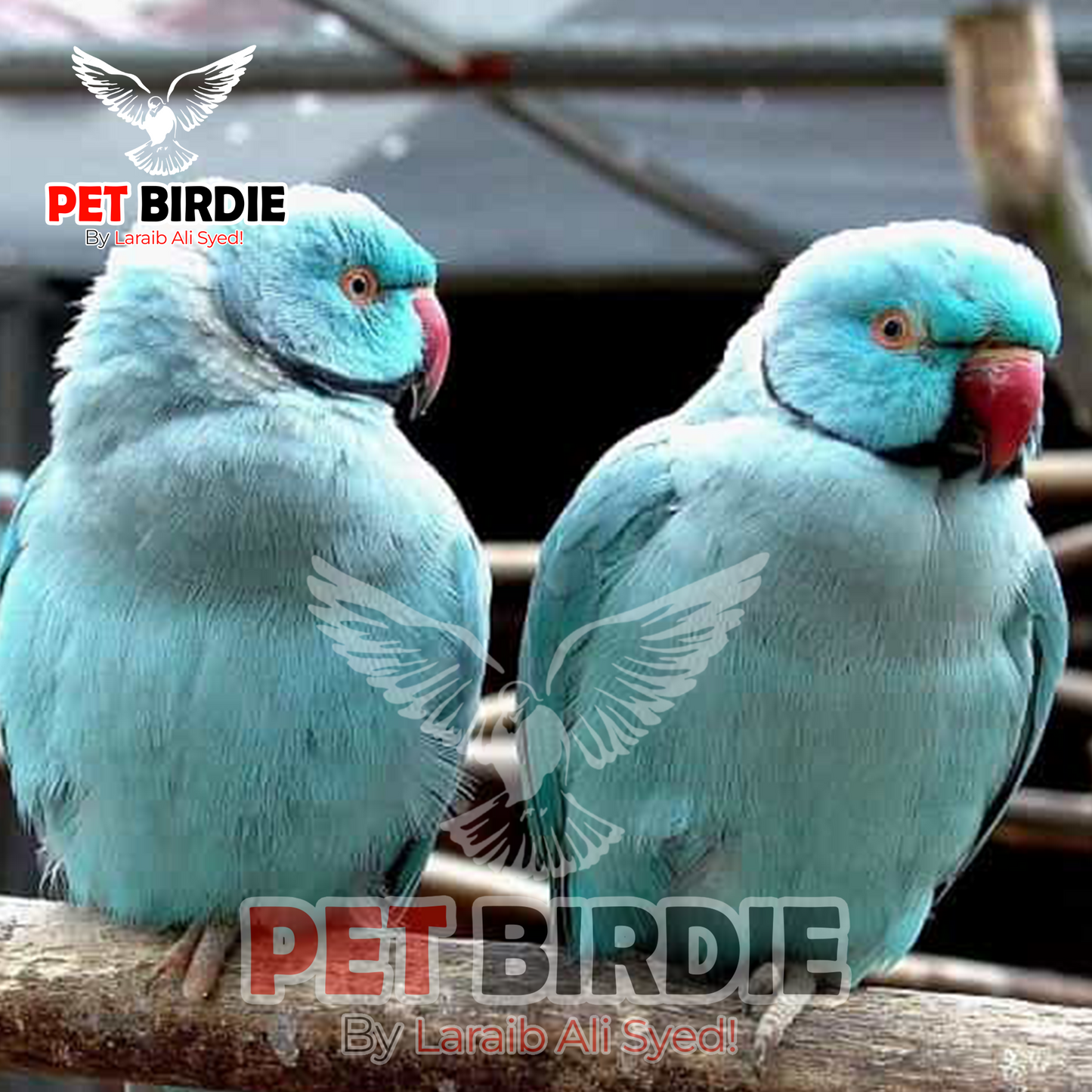 Blue Ring Neck