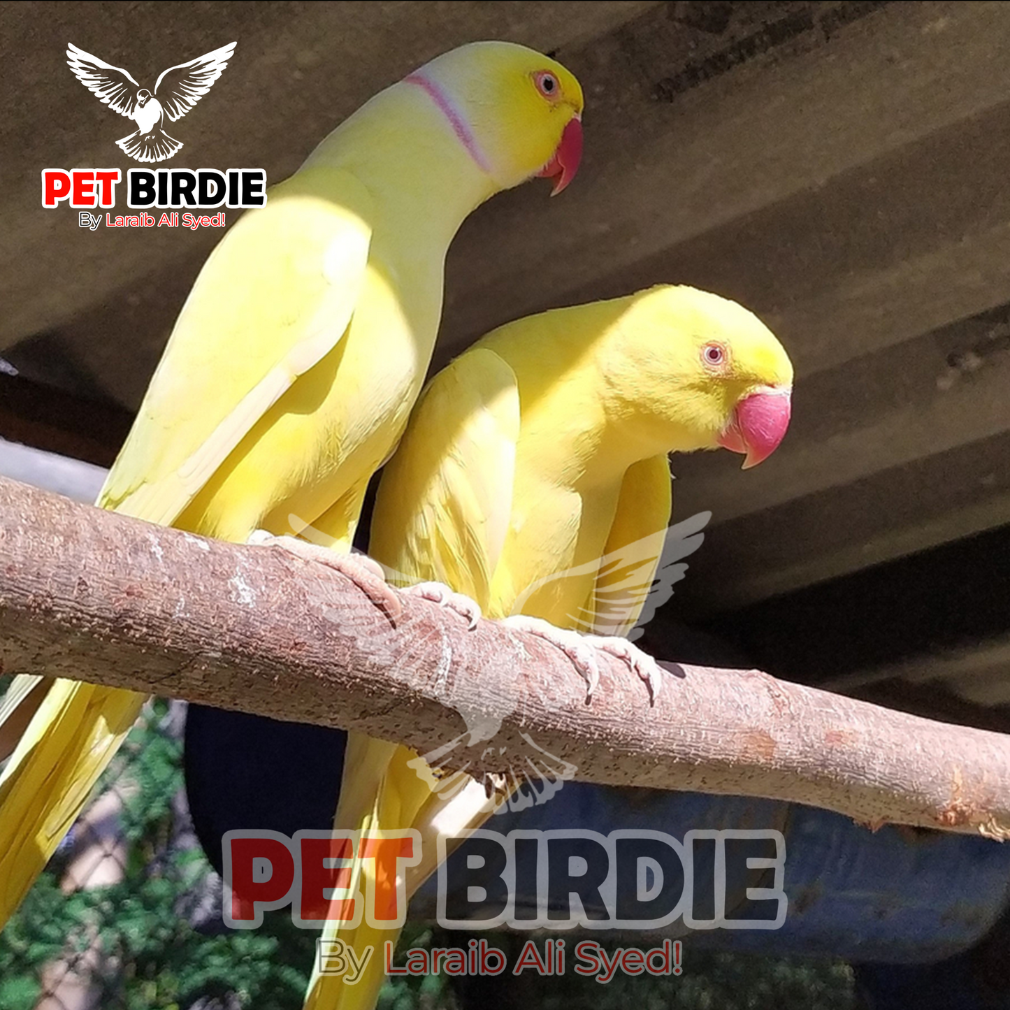 Yellow ringneck