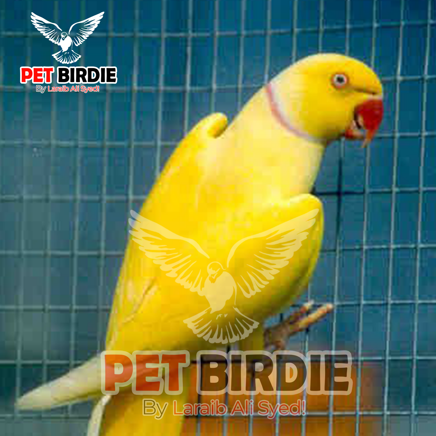 Yellow ringneck