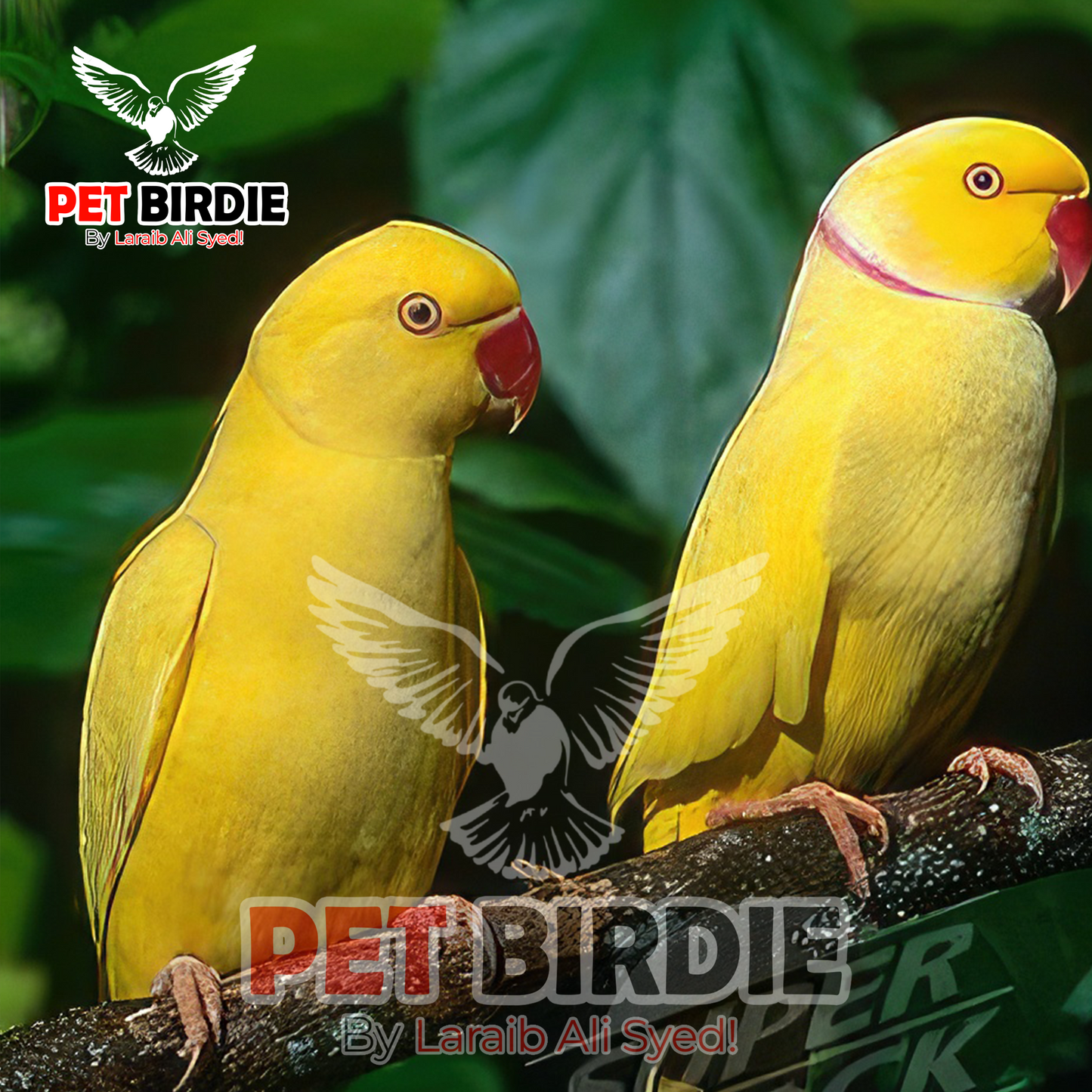 Yellow ringneck