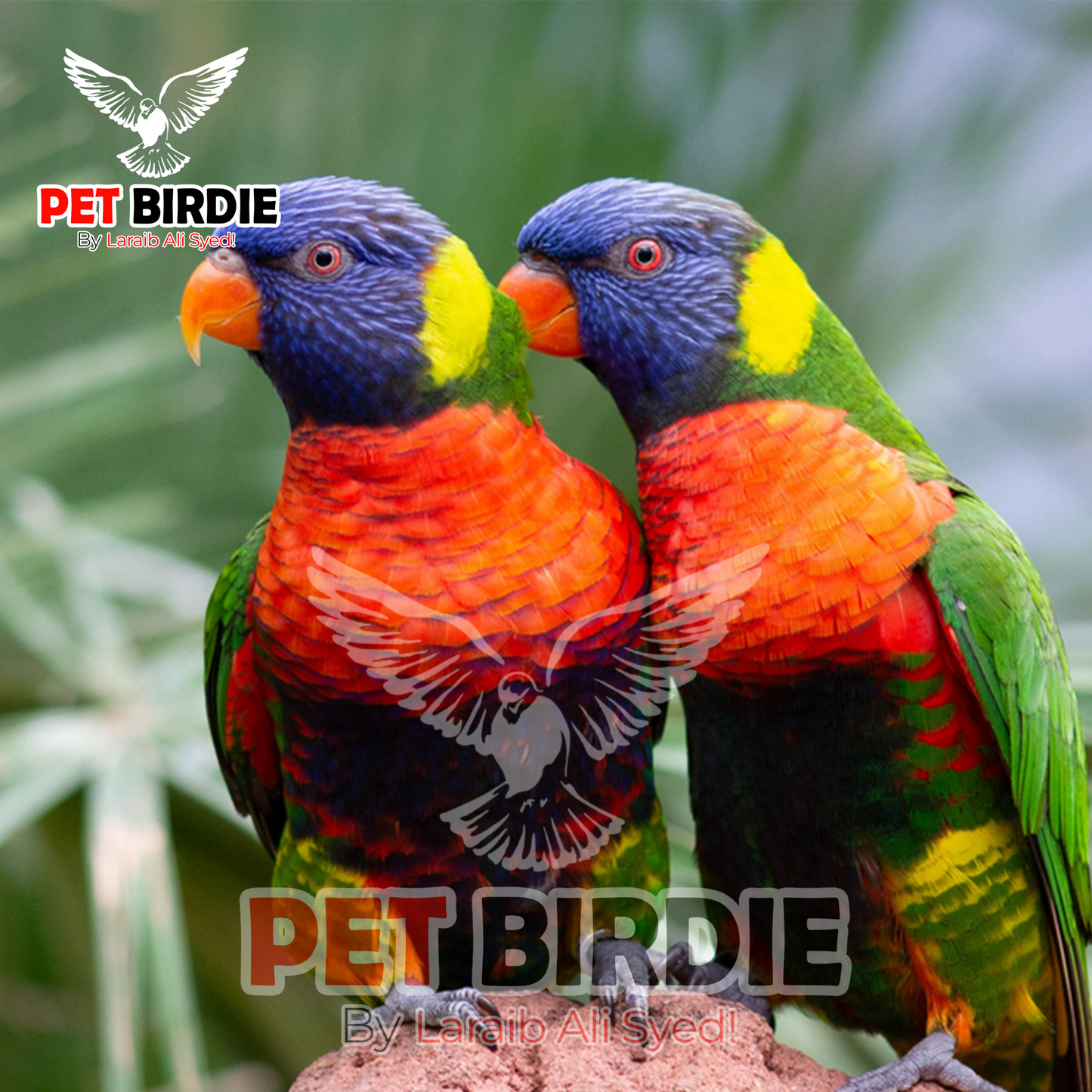 Rainbow-Lorikeets pair
