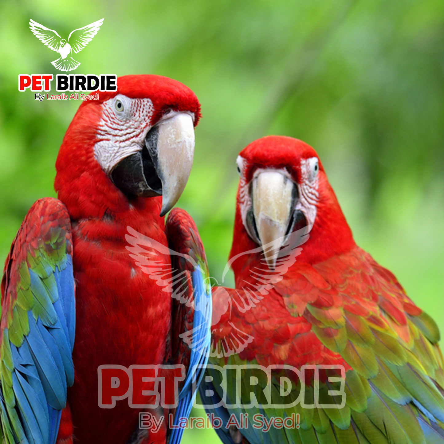 Greenwing Macaw