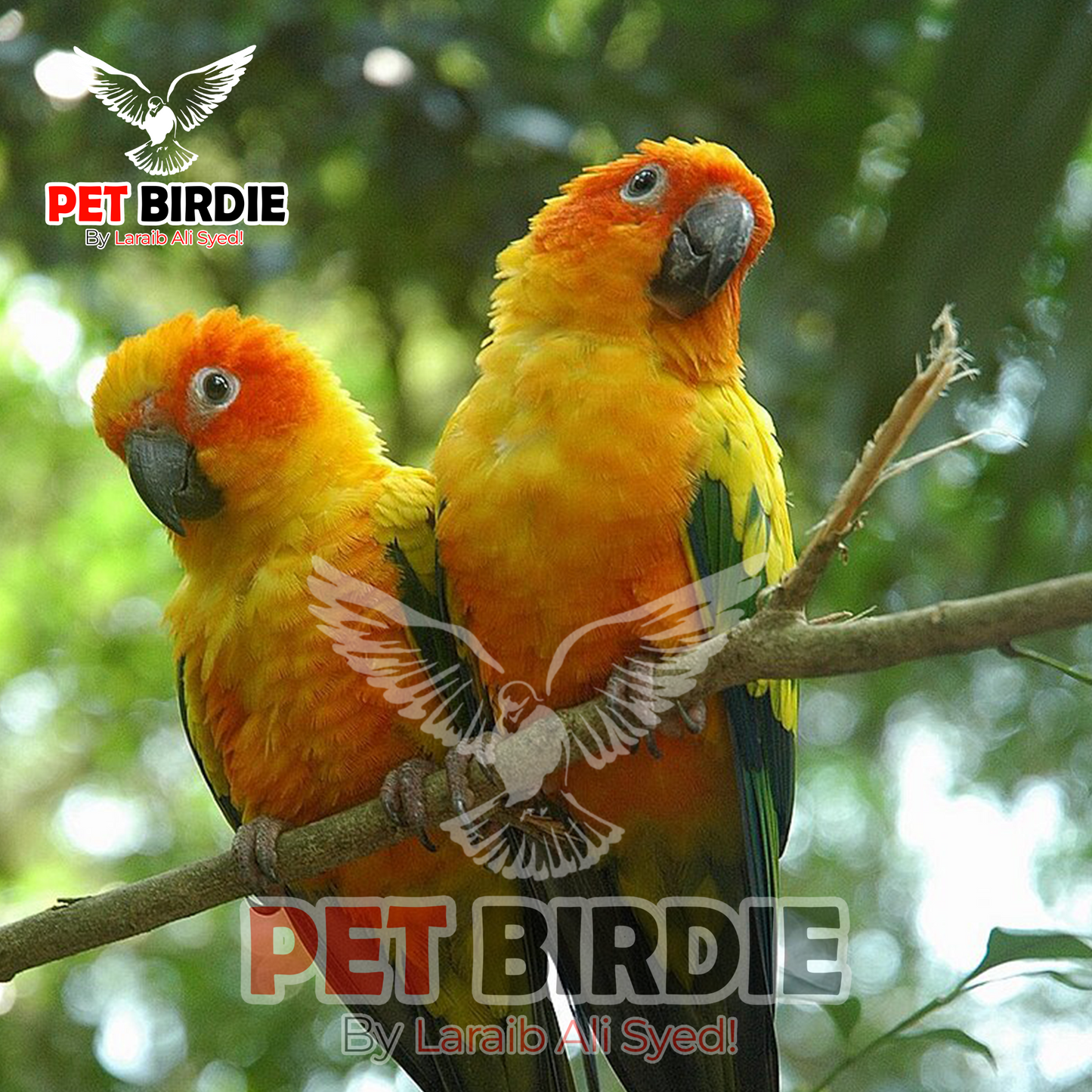 Sunconure