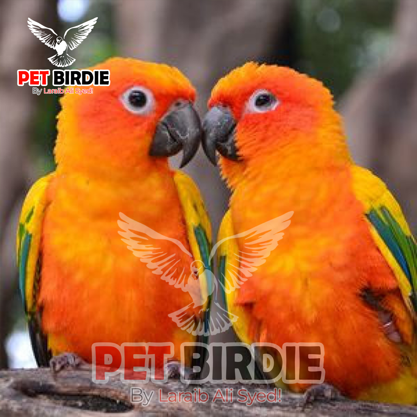 Sunconure
