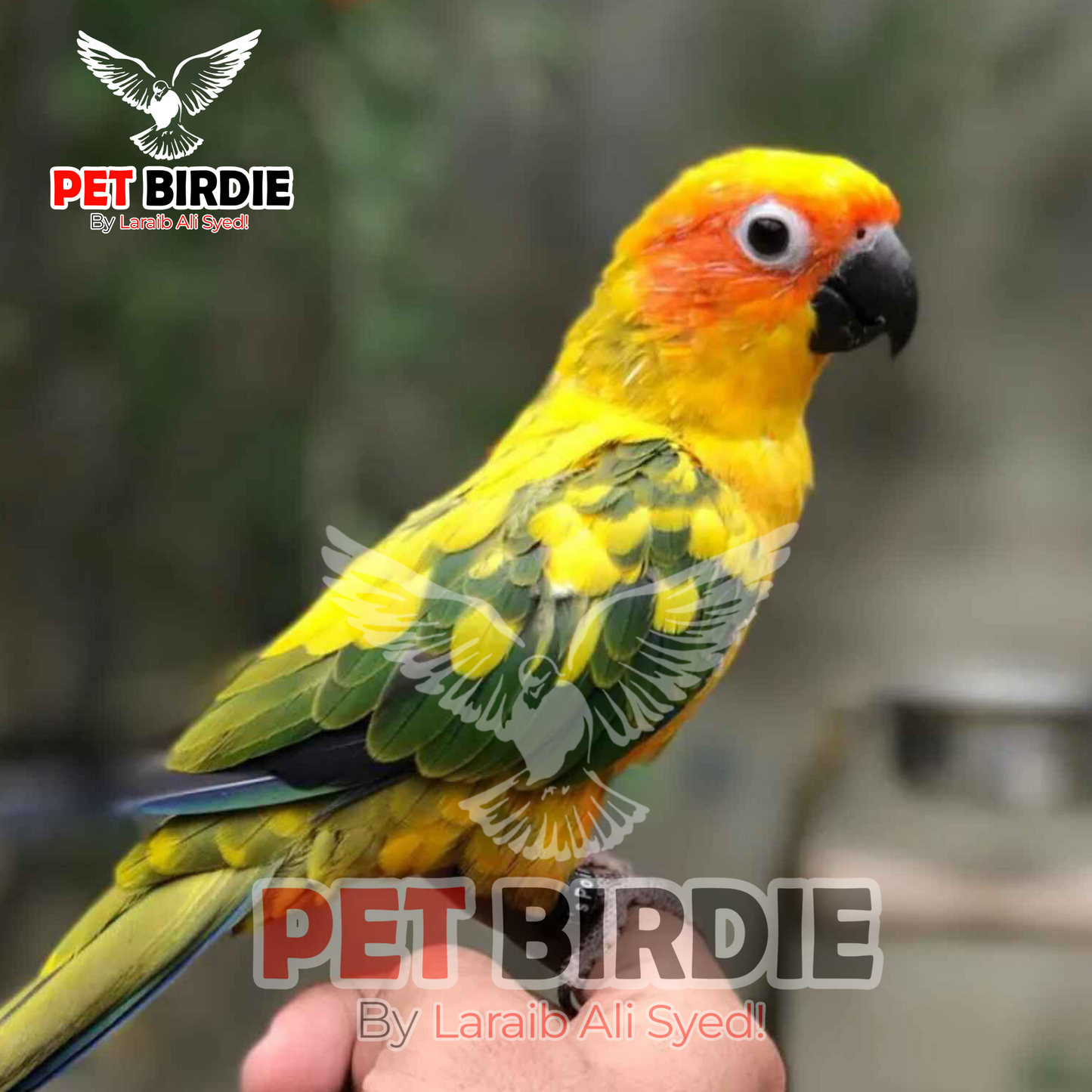 Sunconure
