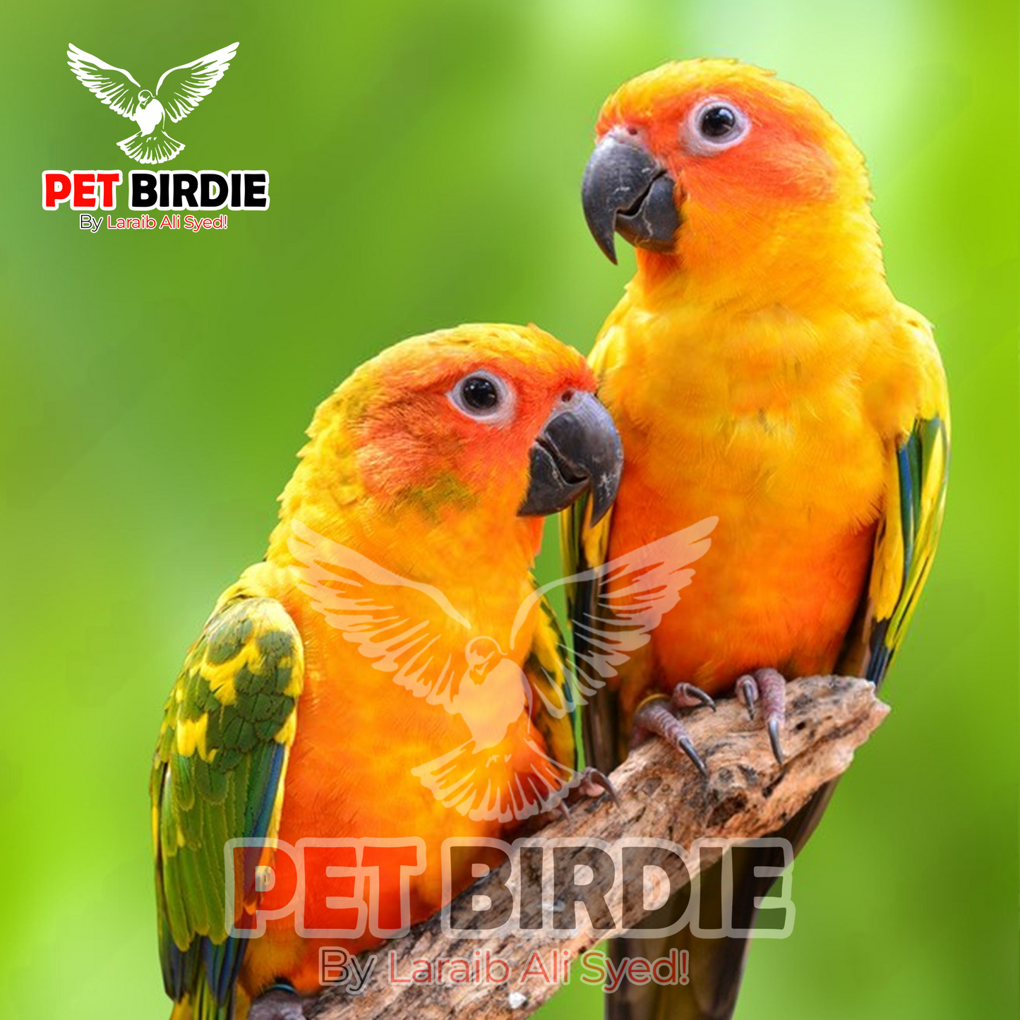 Sunconure