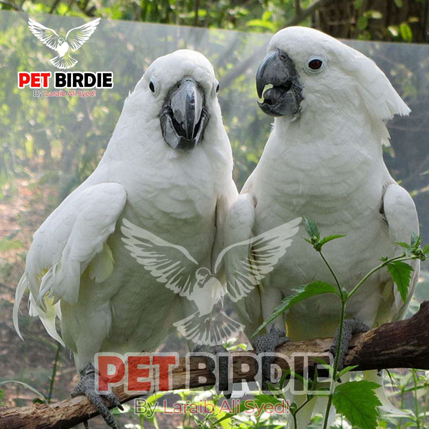 Umbrella Cockatoo